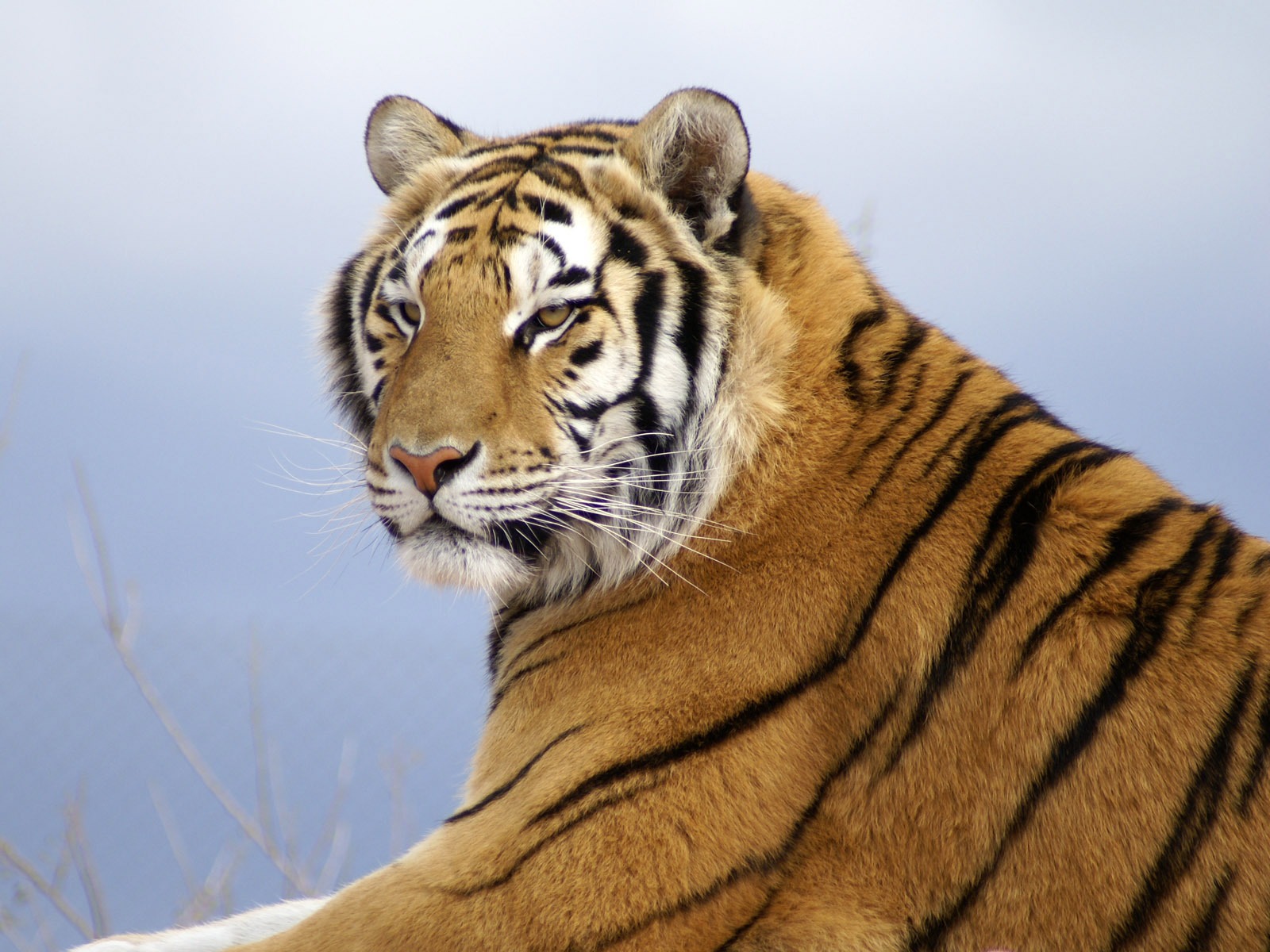 Tiger Фото обои (4) #2 - 1600x1200