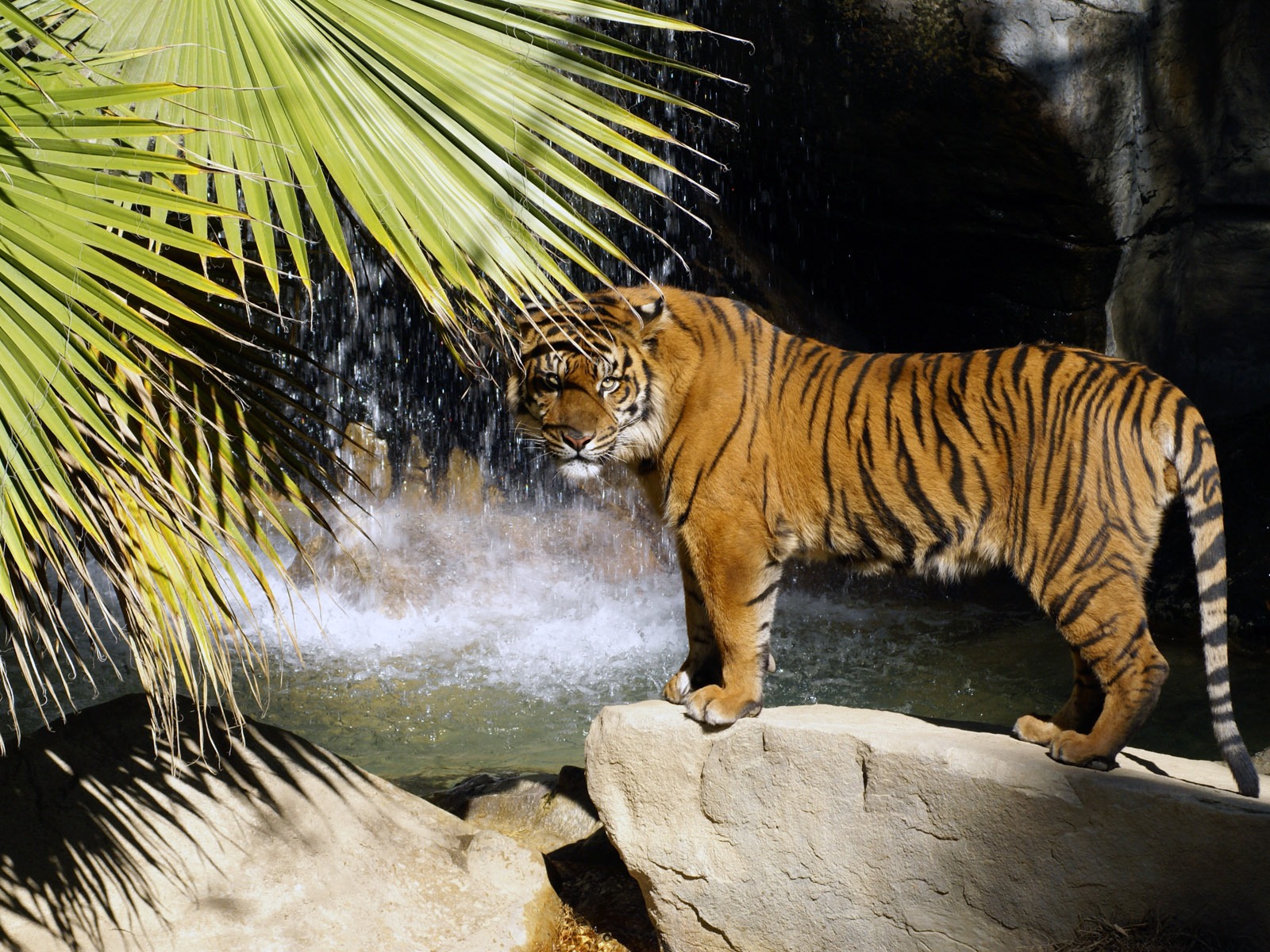 Tiger Photo Wallpaper (4) #3 - 1600x1200