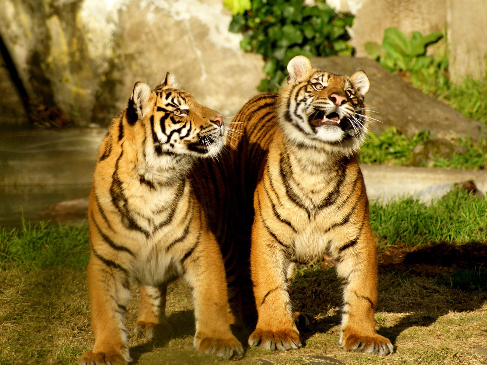 Tiger Фото обои (4) #10 - 1600x1200