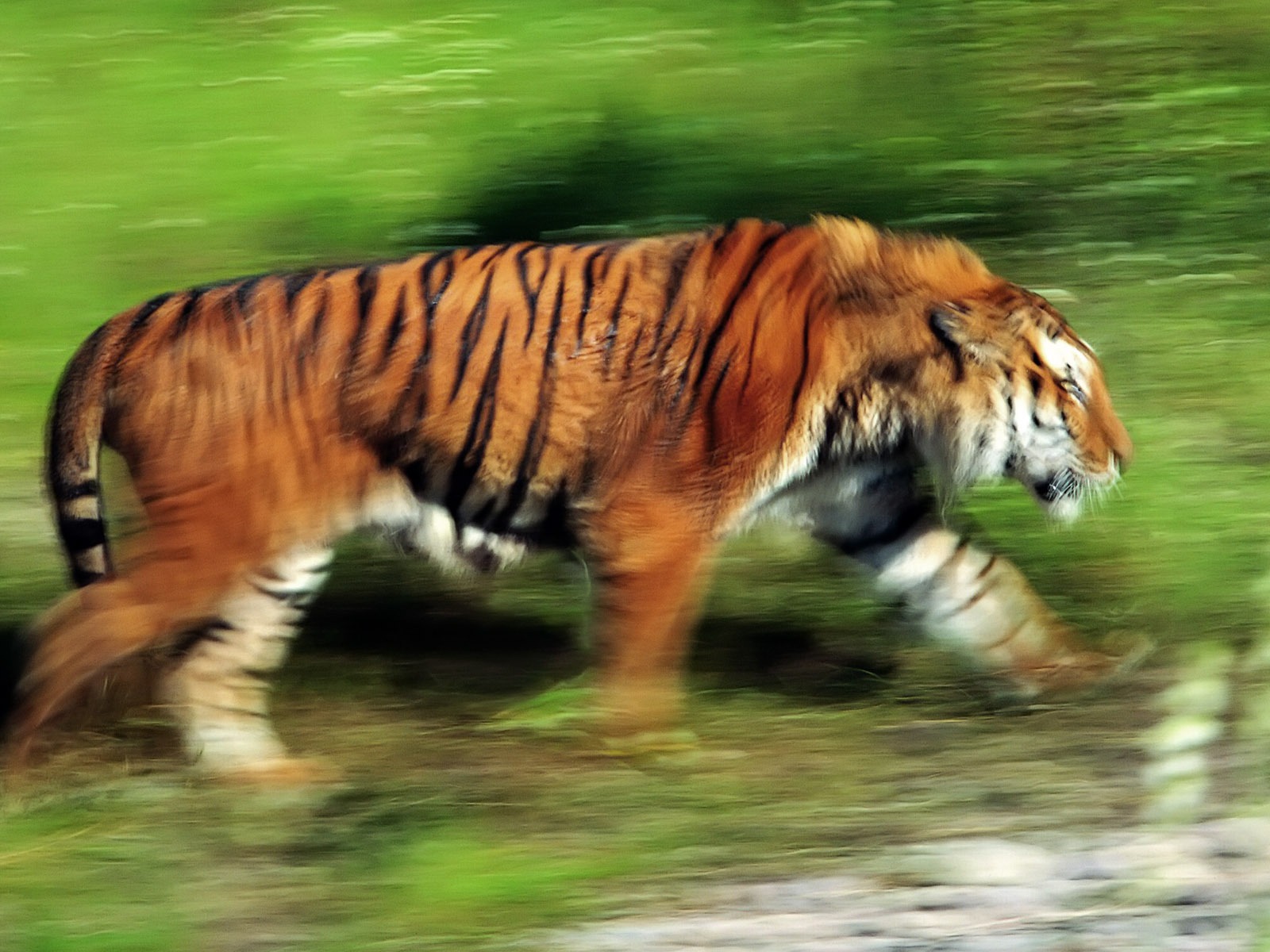 Tiger Фото обои (4) #11 - 1600x1200