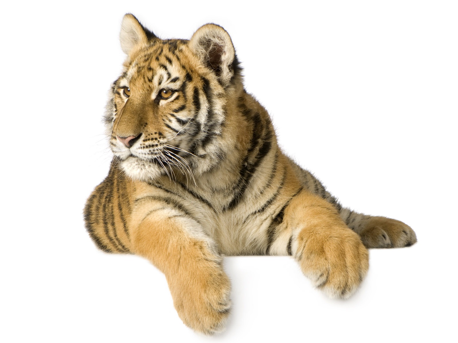 Tiger Foto tapety (4) #13 - 1600x1200