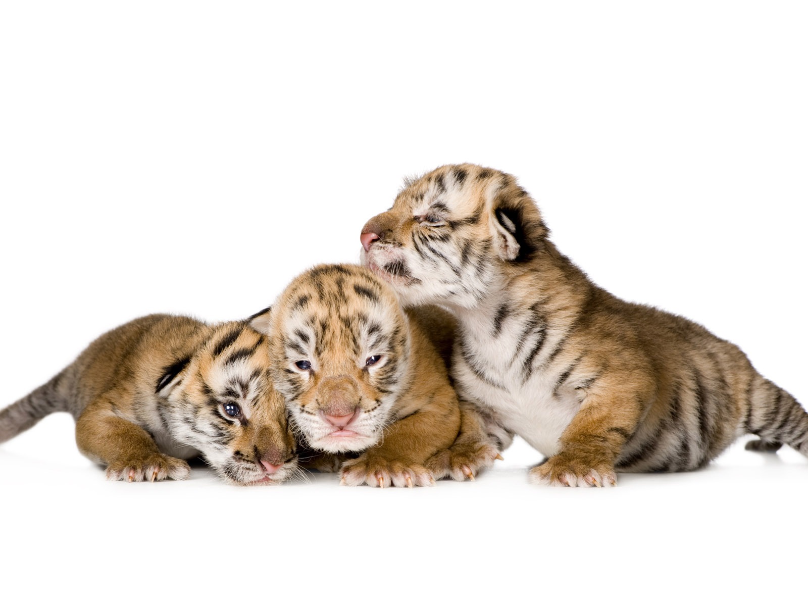 Tiger Фото обои (4) #14 - 1600x1200