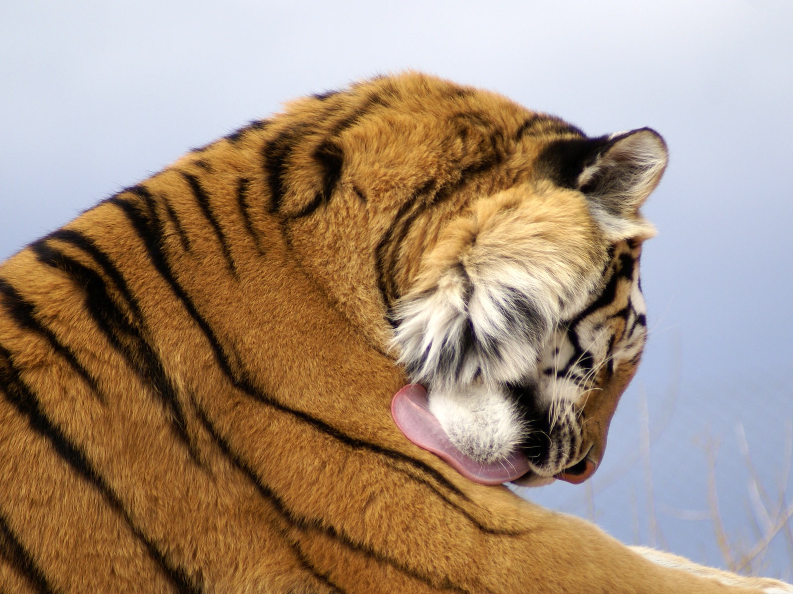 Tiger Фото обои (4) #15 - 1600x1200