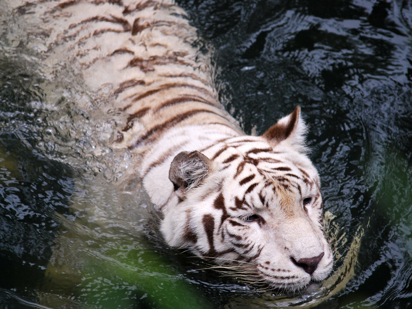 Tiger Фото обои (4) #18 - 1600x1200