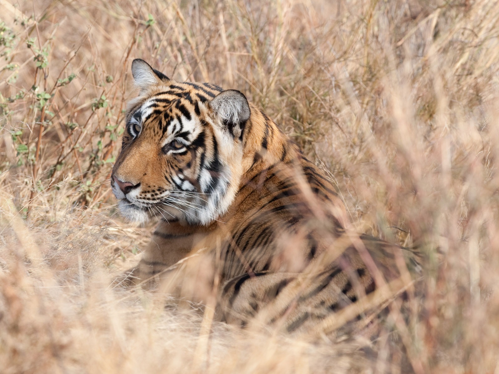 Tiger Фото обои (4) #19 - 1600x1200