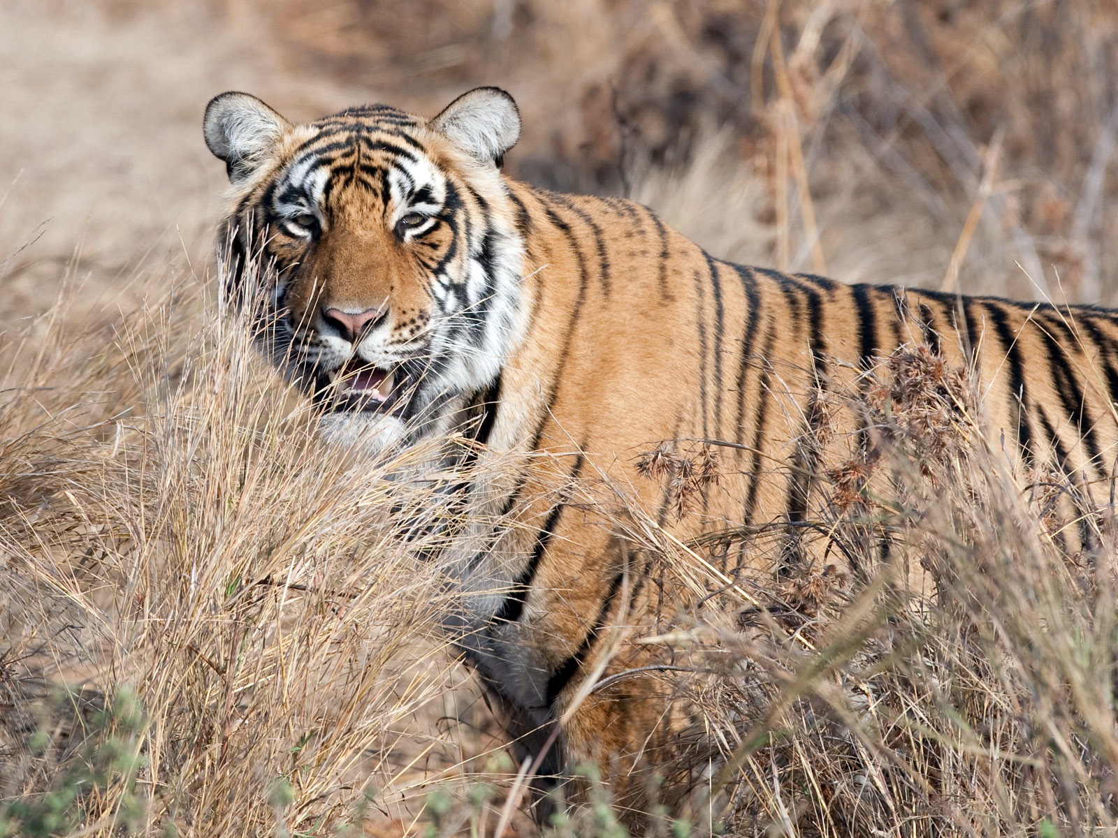 Tiger Фото обои (4) #20 - 1600x1200