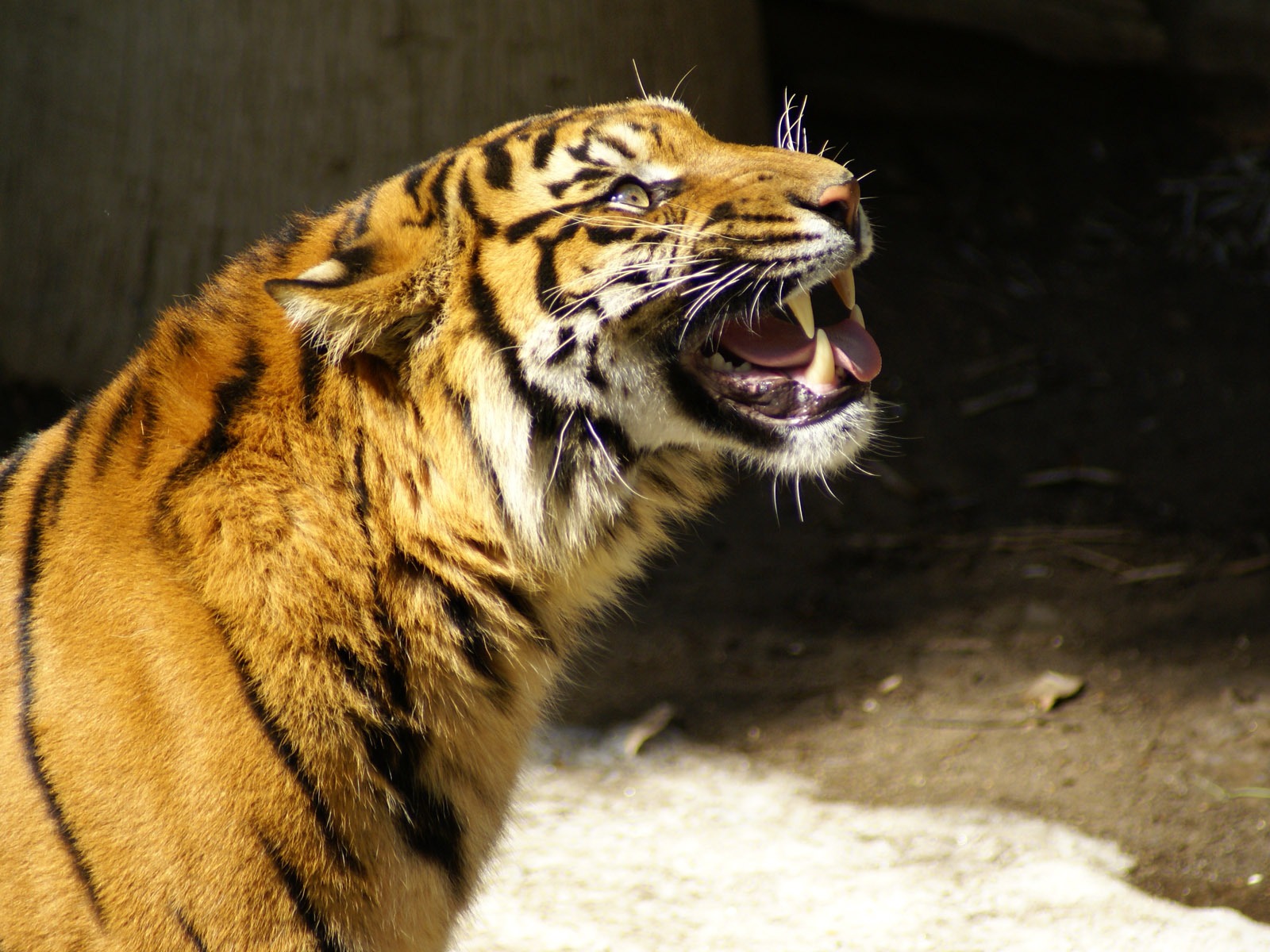 Fond d'écran Tiger Photo (5) #4 - 1600x1200