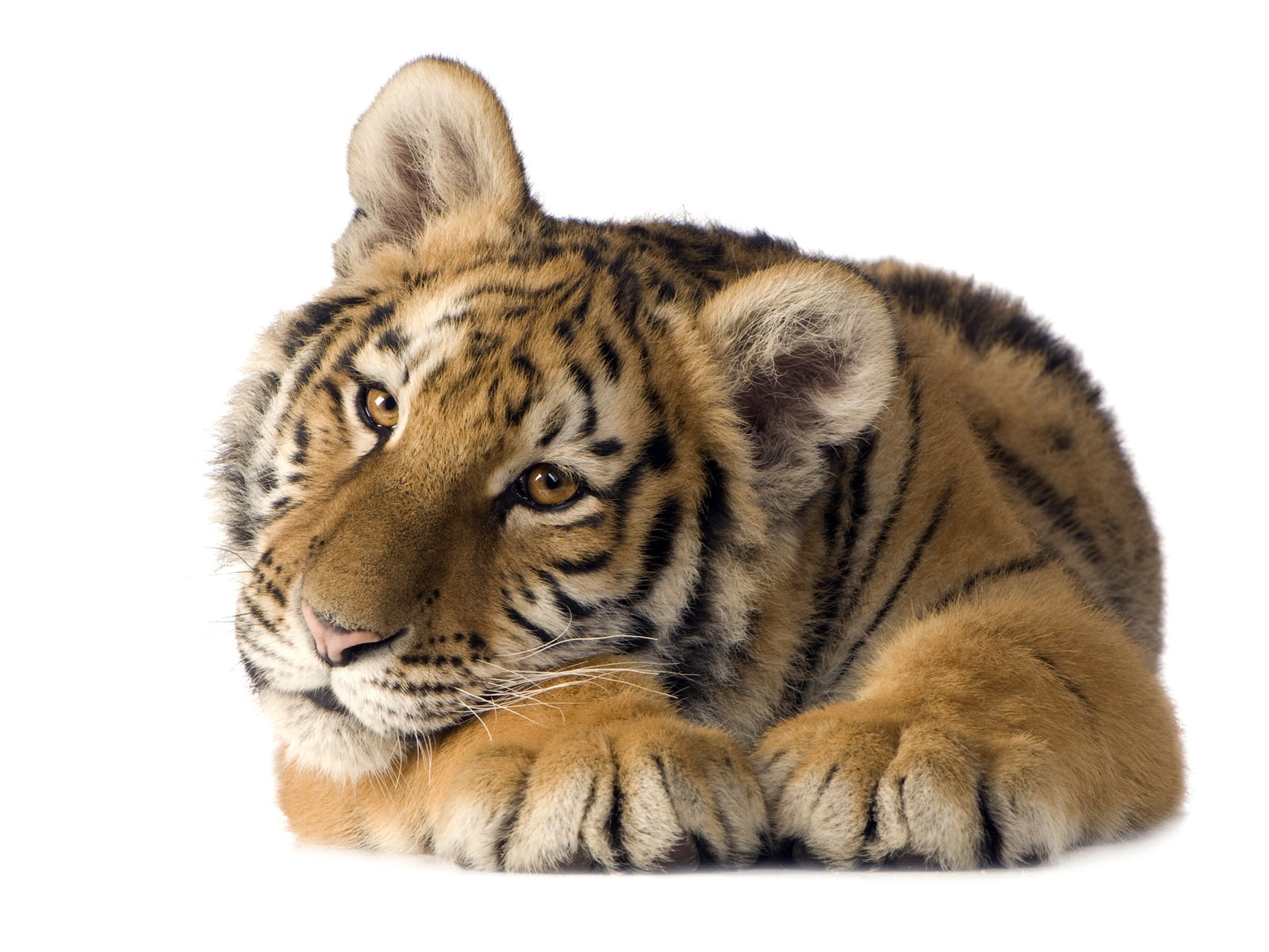 Tiger Foto tapety (5) #8 - 1600x1200
