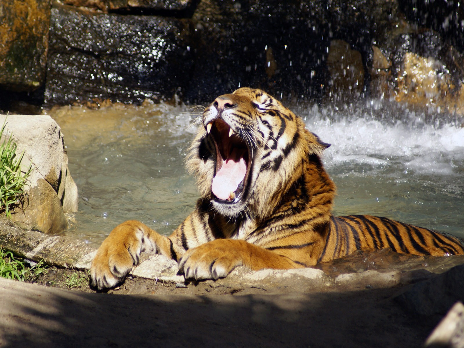 Tiger Foto tapety (5) #9 - 1600x1200
