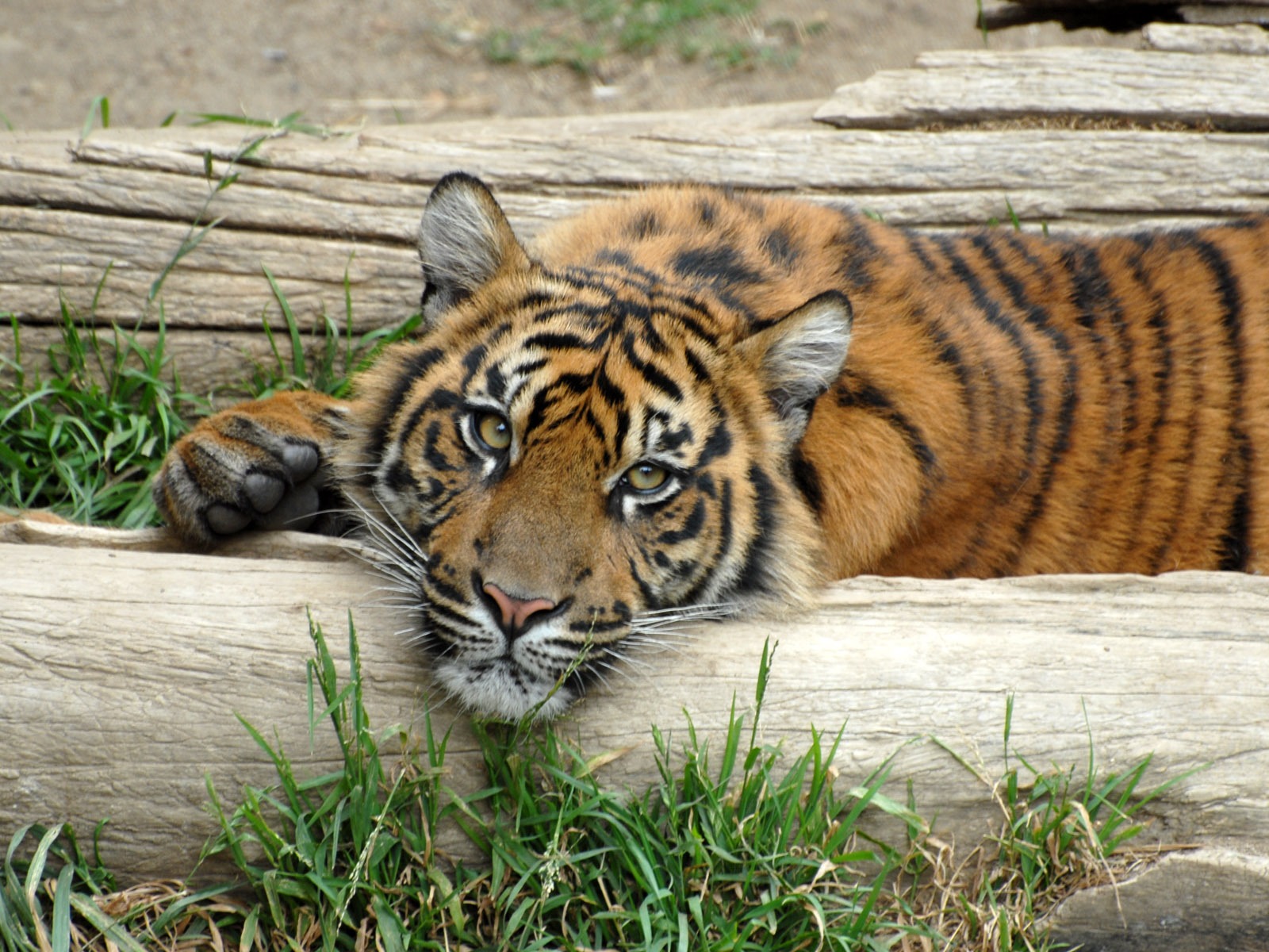 Fond d'écran Tiger Photo (5) #10 - 1600x1200