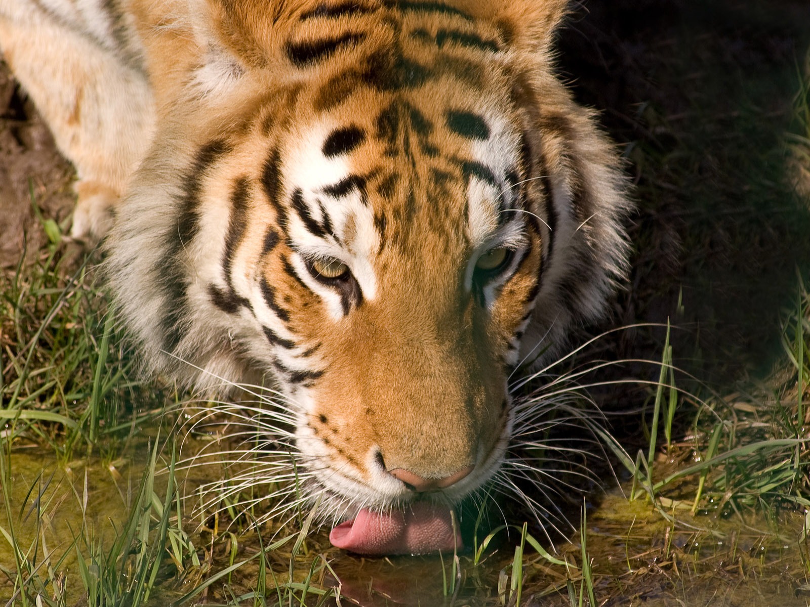 Tiger Foto tapety (5) #11 - 1600x1200