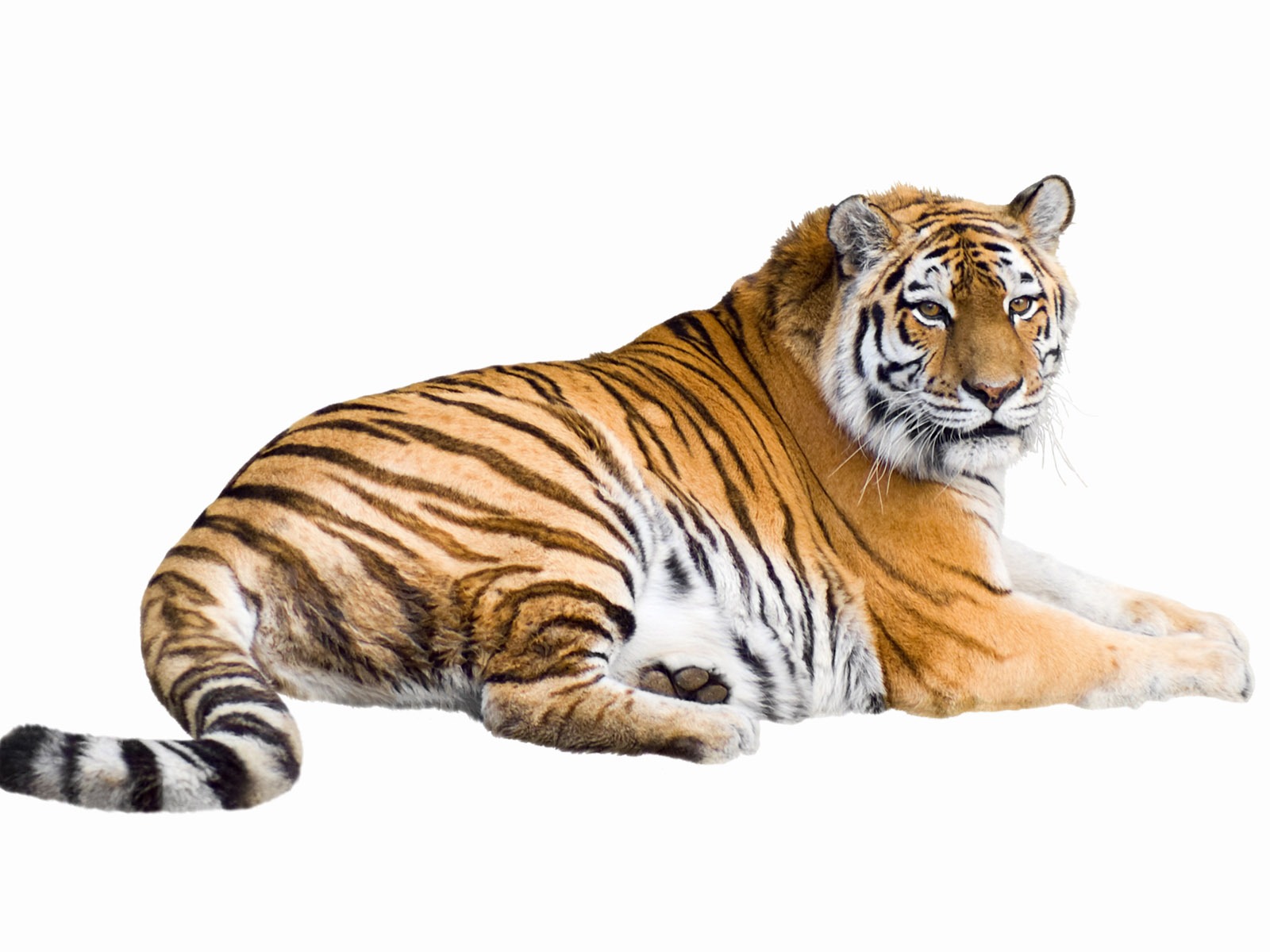 Tiger Foto tapety (5) #13 - 1600x1200