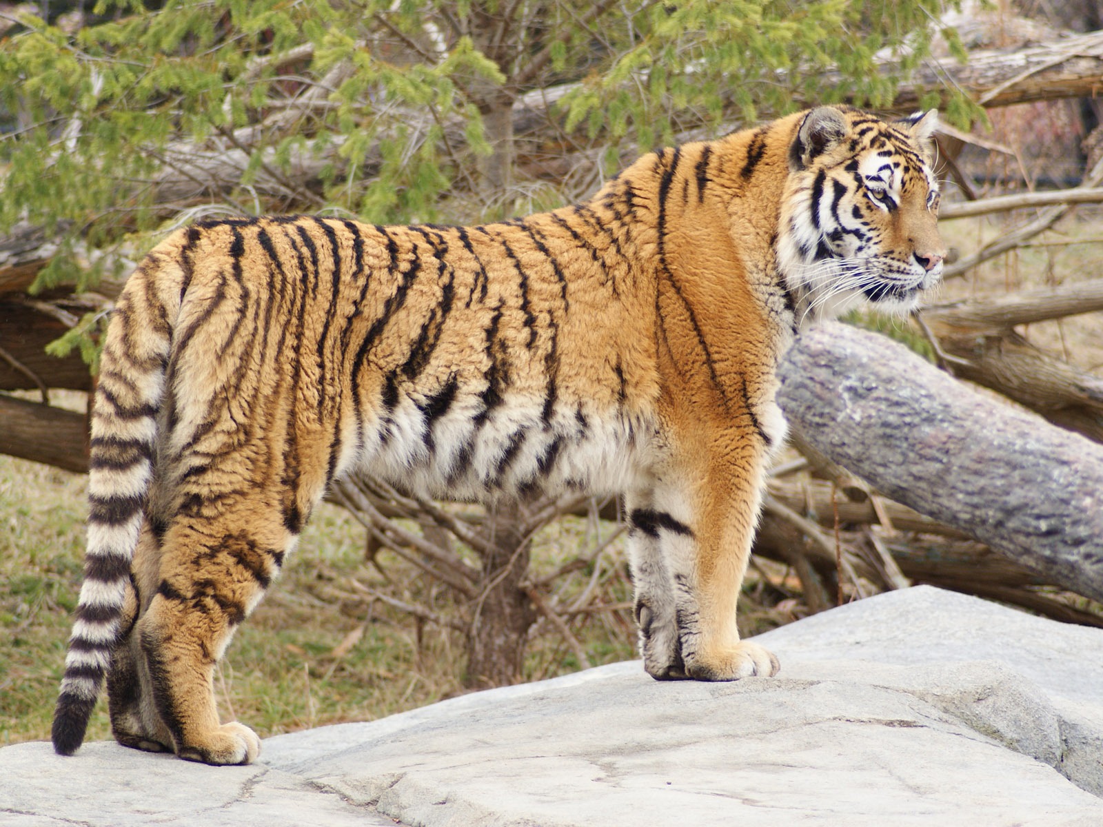 Fond d'écran Tiger Photo (5) #15 - 1600x1200