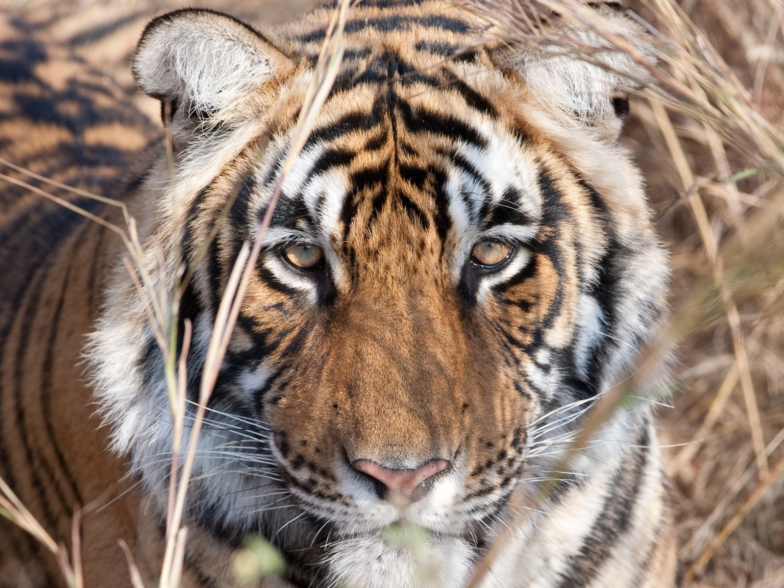 Tiger Photo Wallpaper (5) #18 - 1600x1200