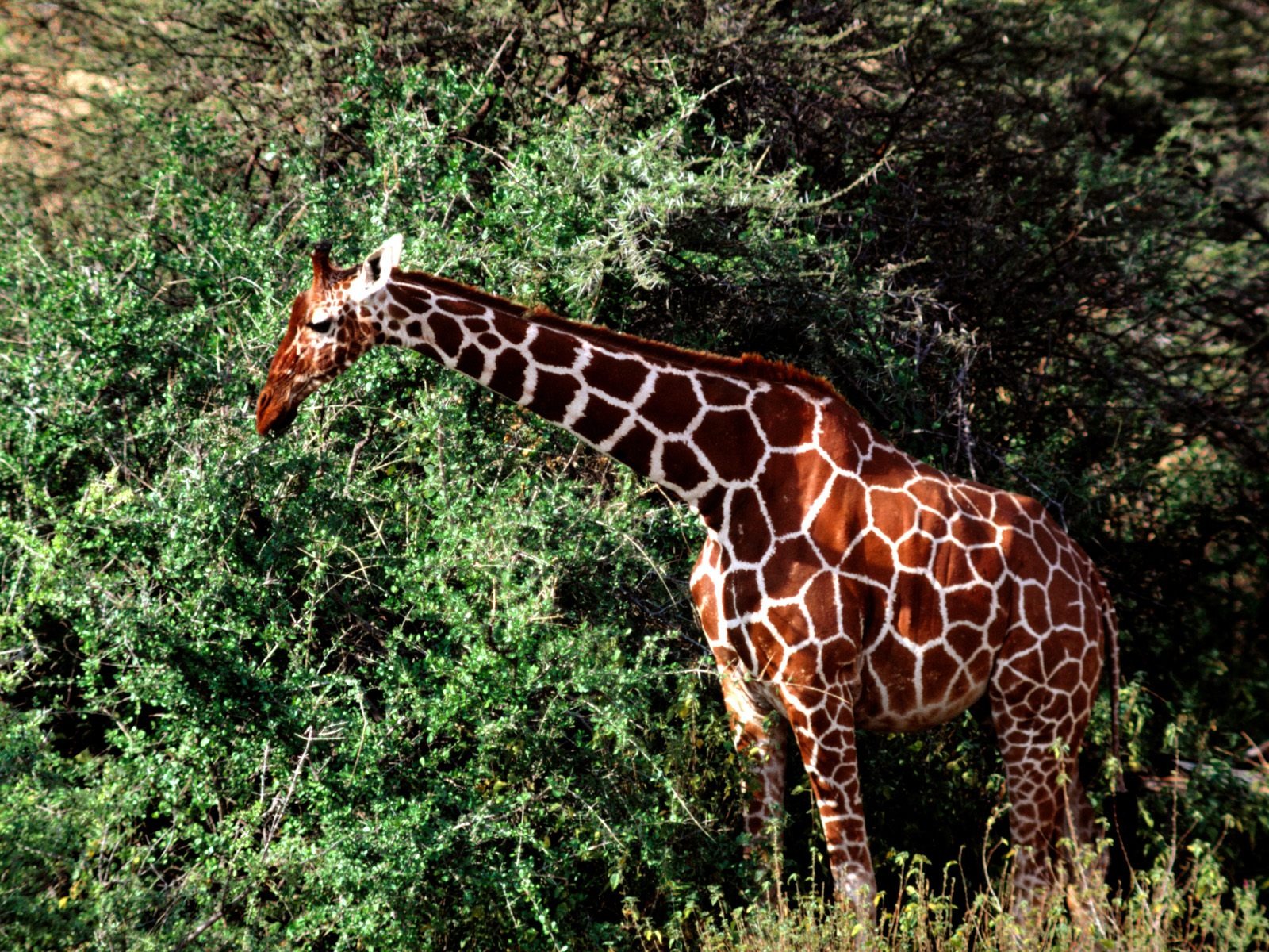 Giraffe wallpaper alba #18 - 1600x1200