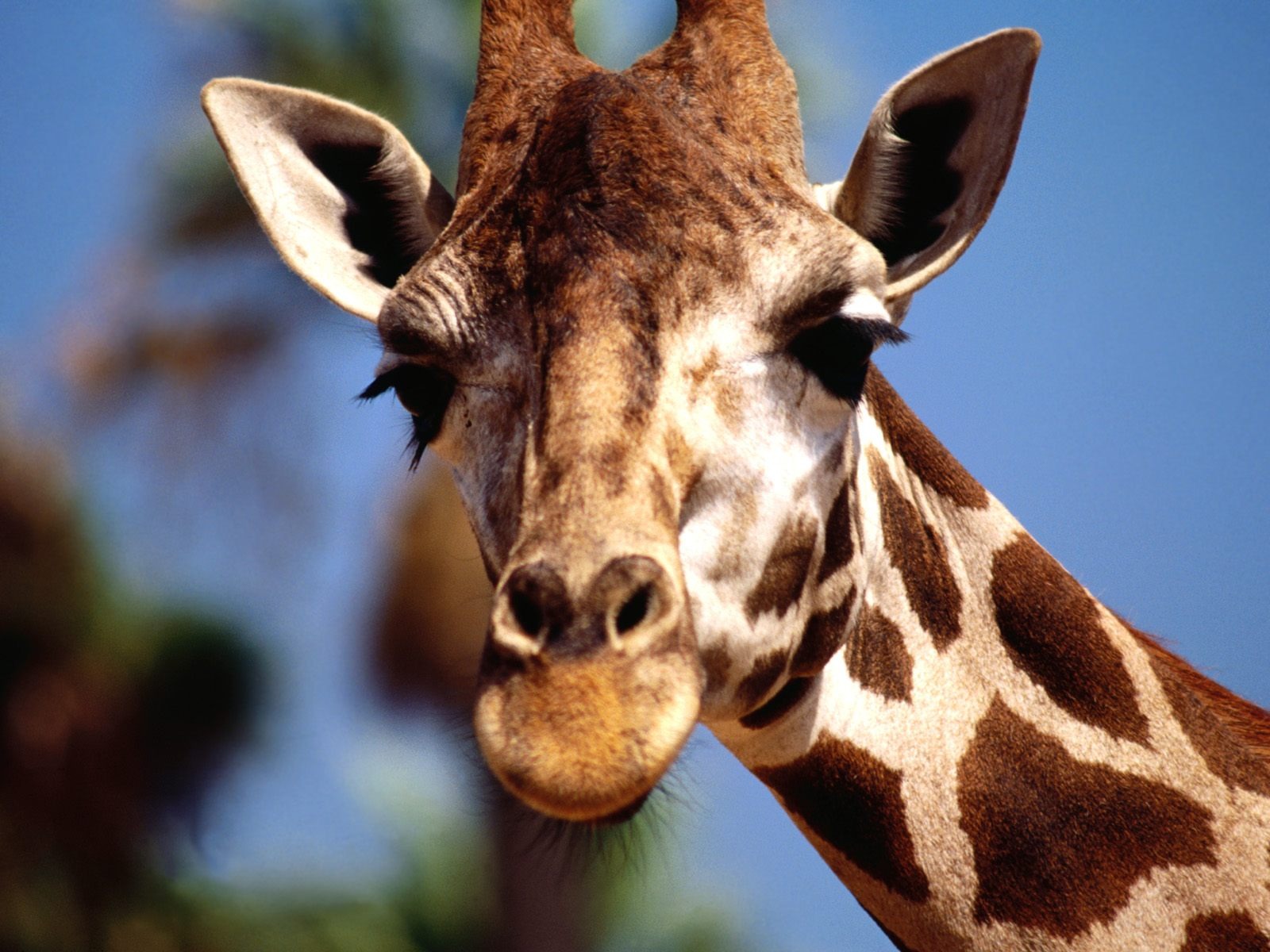 Giraffe wallpaper albums #19 - 1600x1200