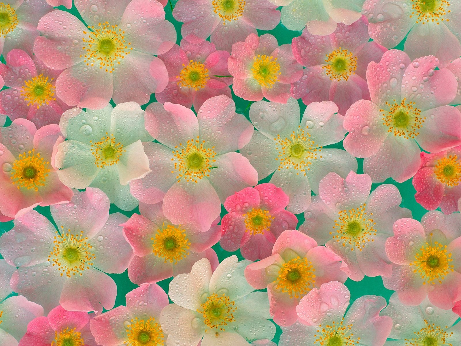 Цветы макро (19) #9 - 1600x1200