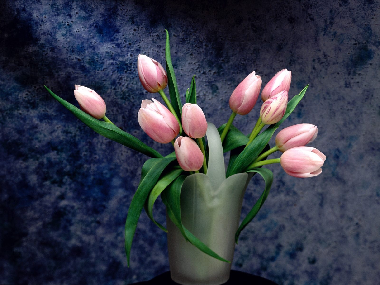 Květiny close-up (19) #16 - 1600x1200