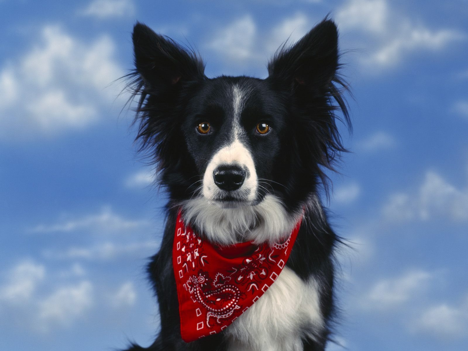 1600 dog photo wallpaper (5) #18 - 1600x1200