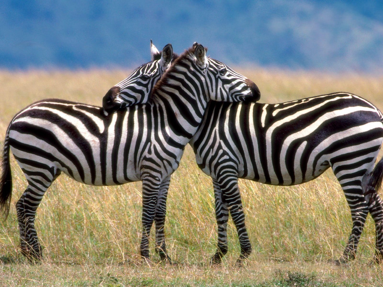 Zebra Фото обои #14 - 1600x1200