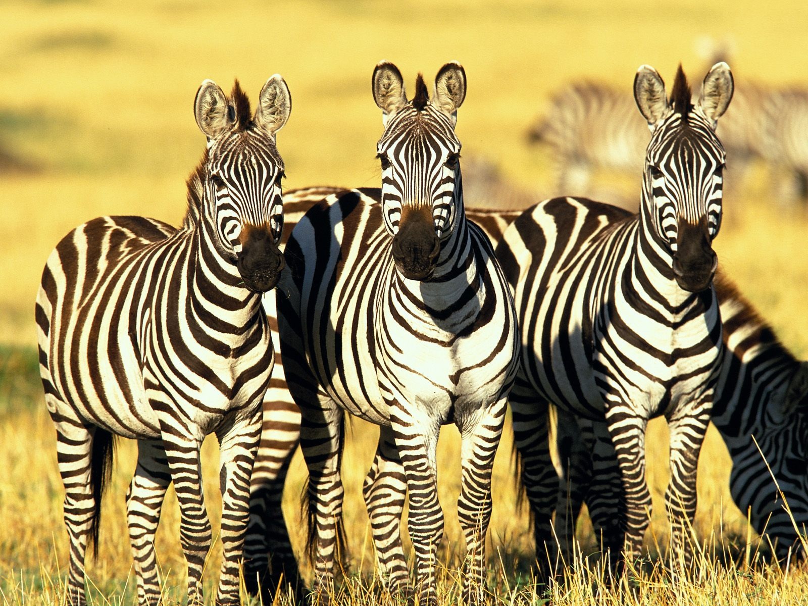 Zebra Фото обои #15 - 1600x1200