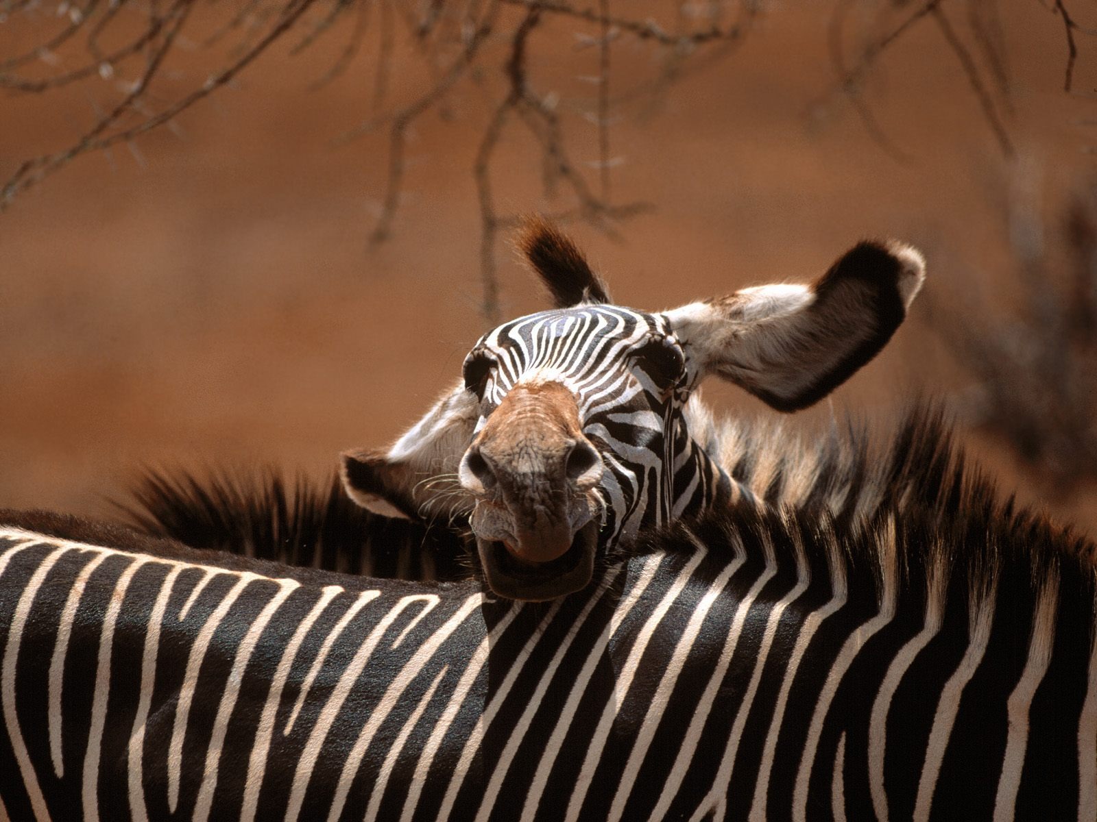 Zebra Фото обои #19 - 1600x1200