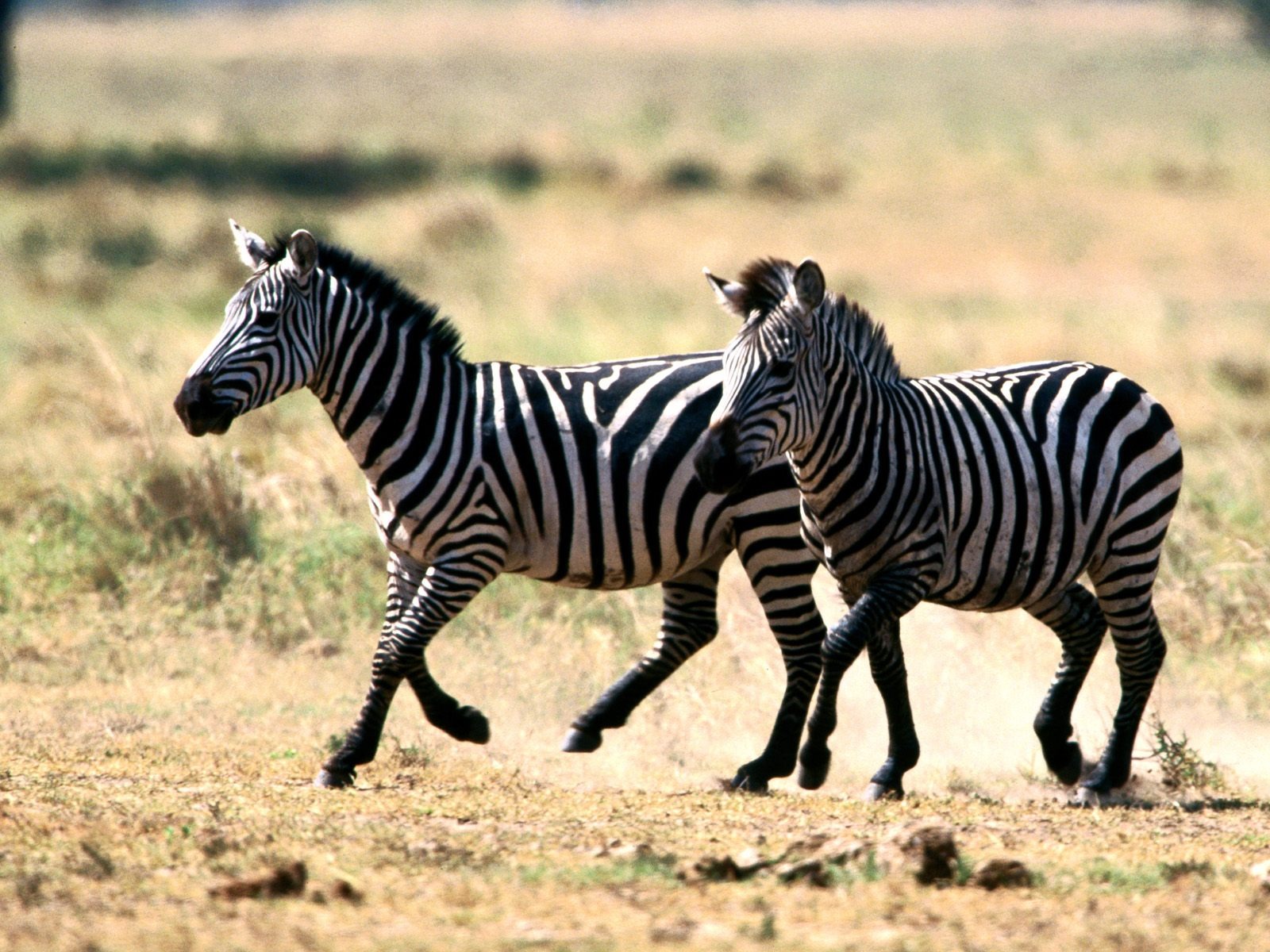 Zebra Фото обои #20 - 1600x1200