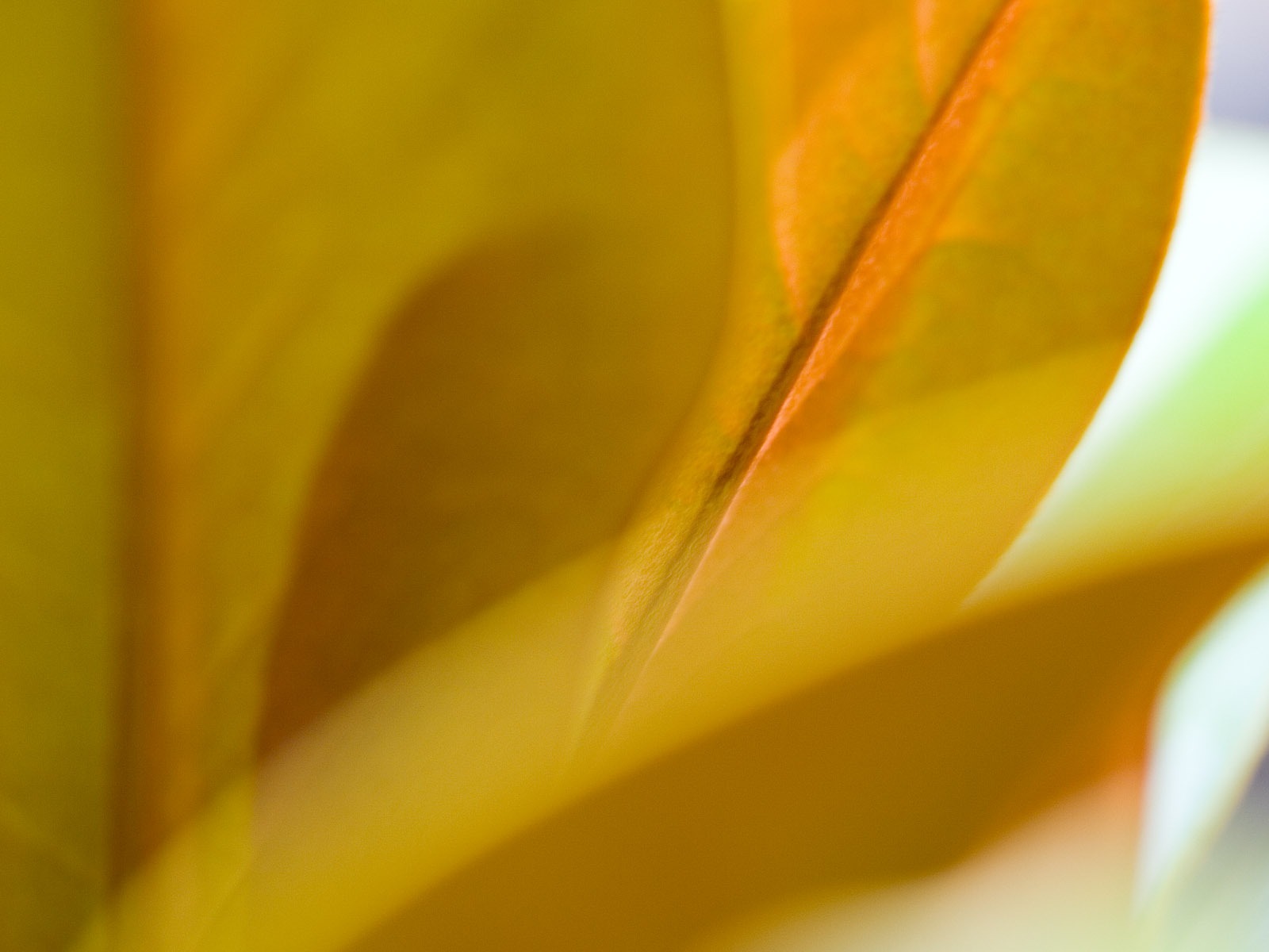 Étrangères papier peint feuille photographie vert (2) #16 - 1600x1200