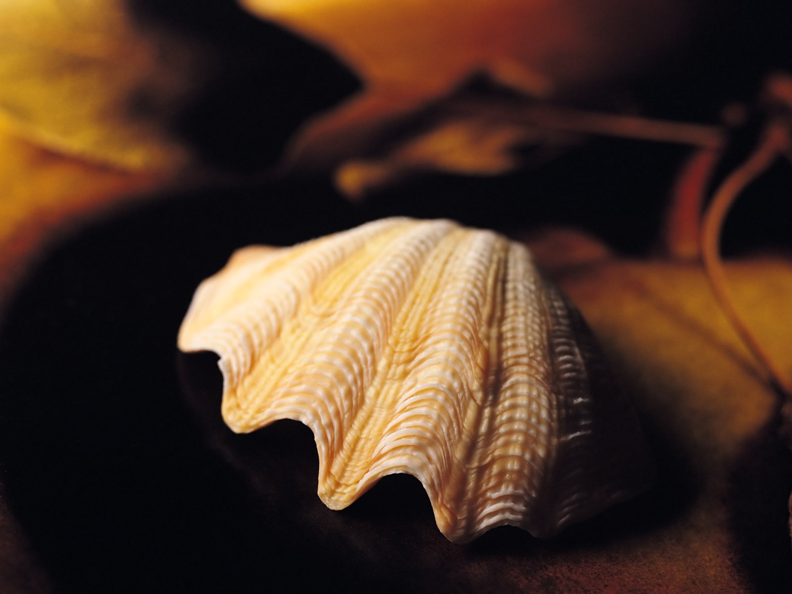 Conch Shell Tapete Album (1) #15 - 1600x1200