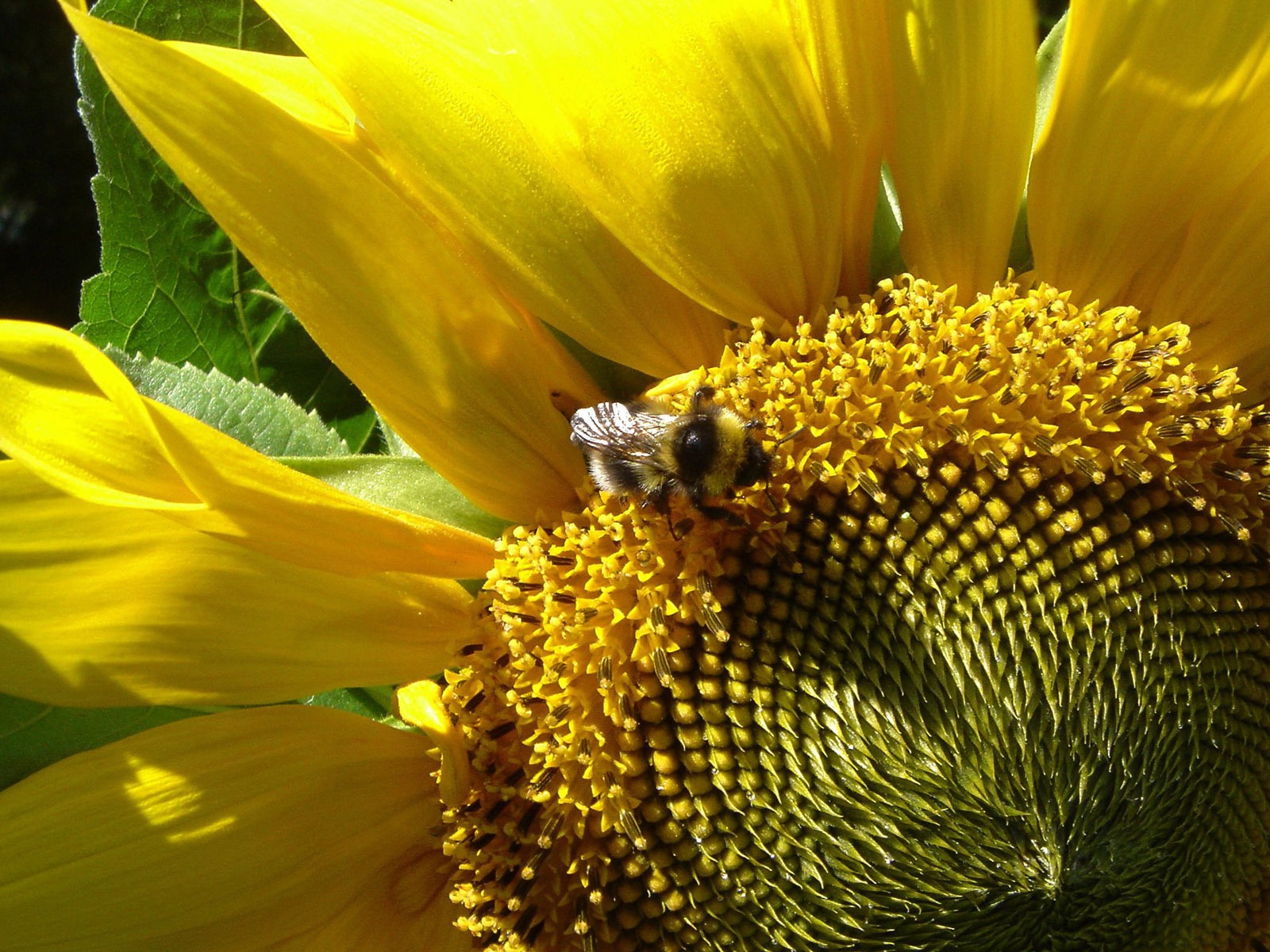 Amor Abeja Flor fondo de pantalla (3) #17 - 1600x1200