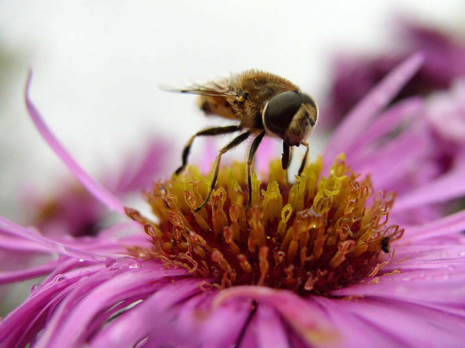 Láska Bee Květinové tapetu (4) #3 - 1600x1200
