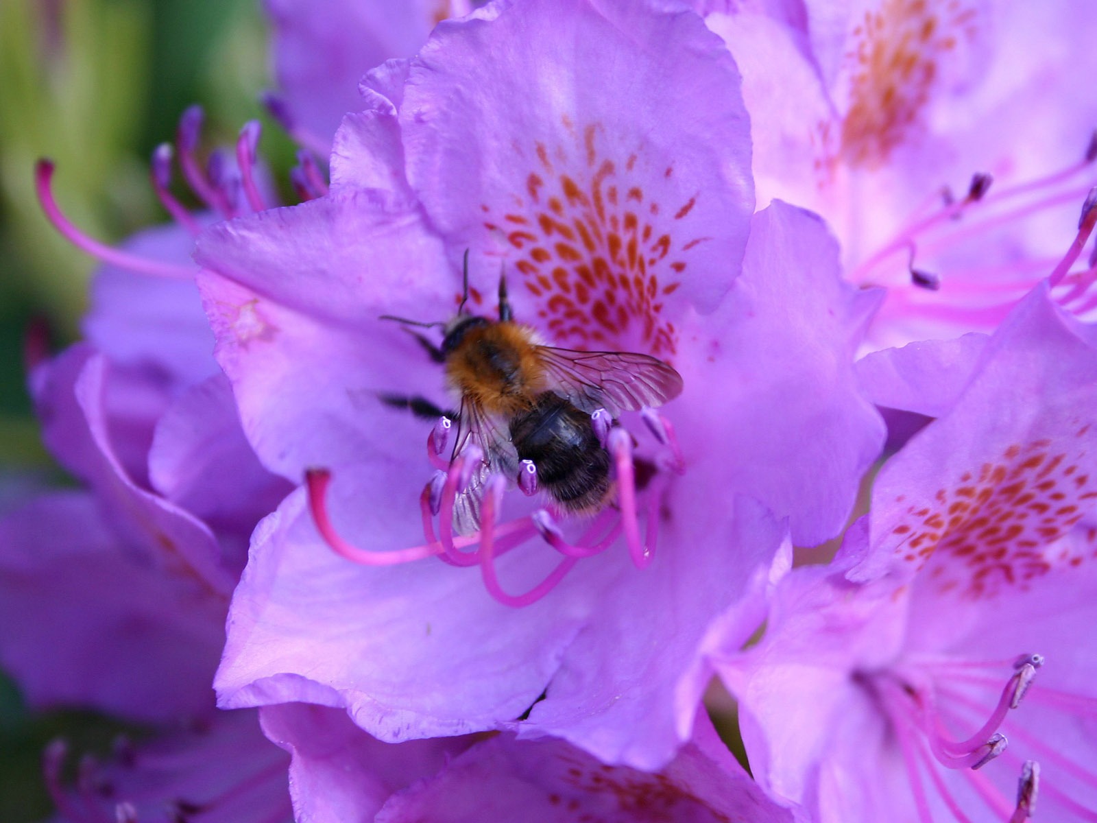 Láska Bee Květinové tapetu (4) #9 - 1600x1200