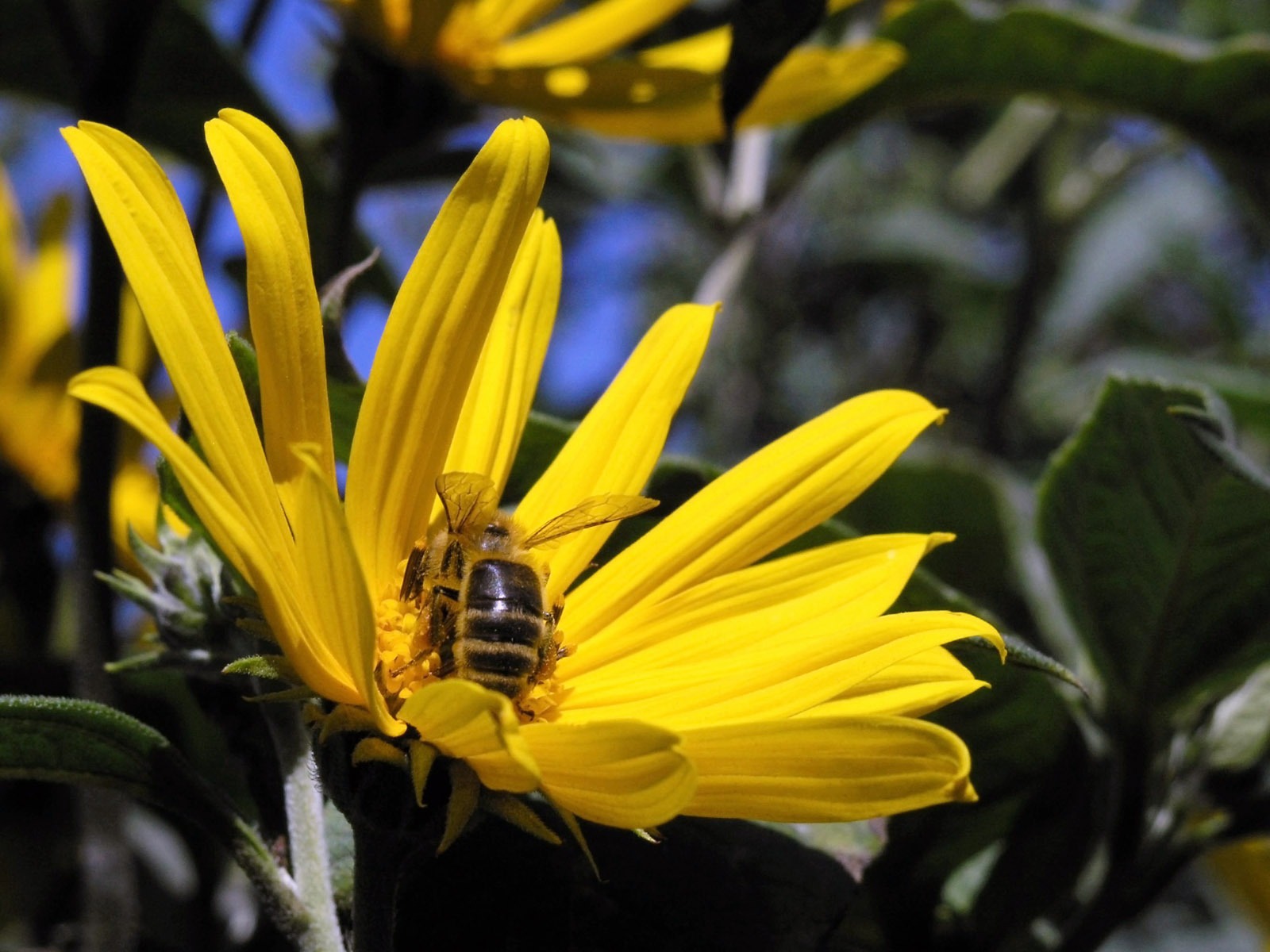 Láska Bee Květinové tapetu (4) #10 - 1600x1200
