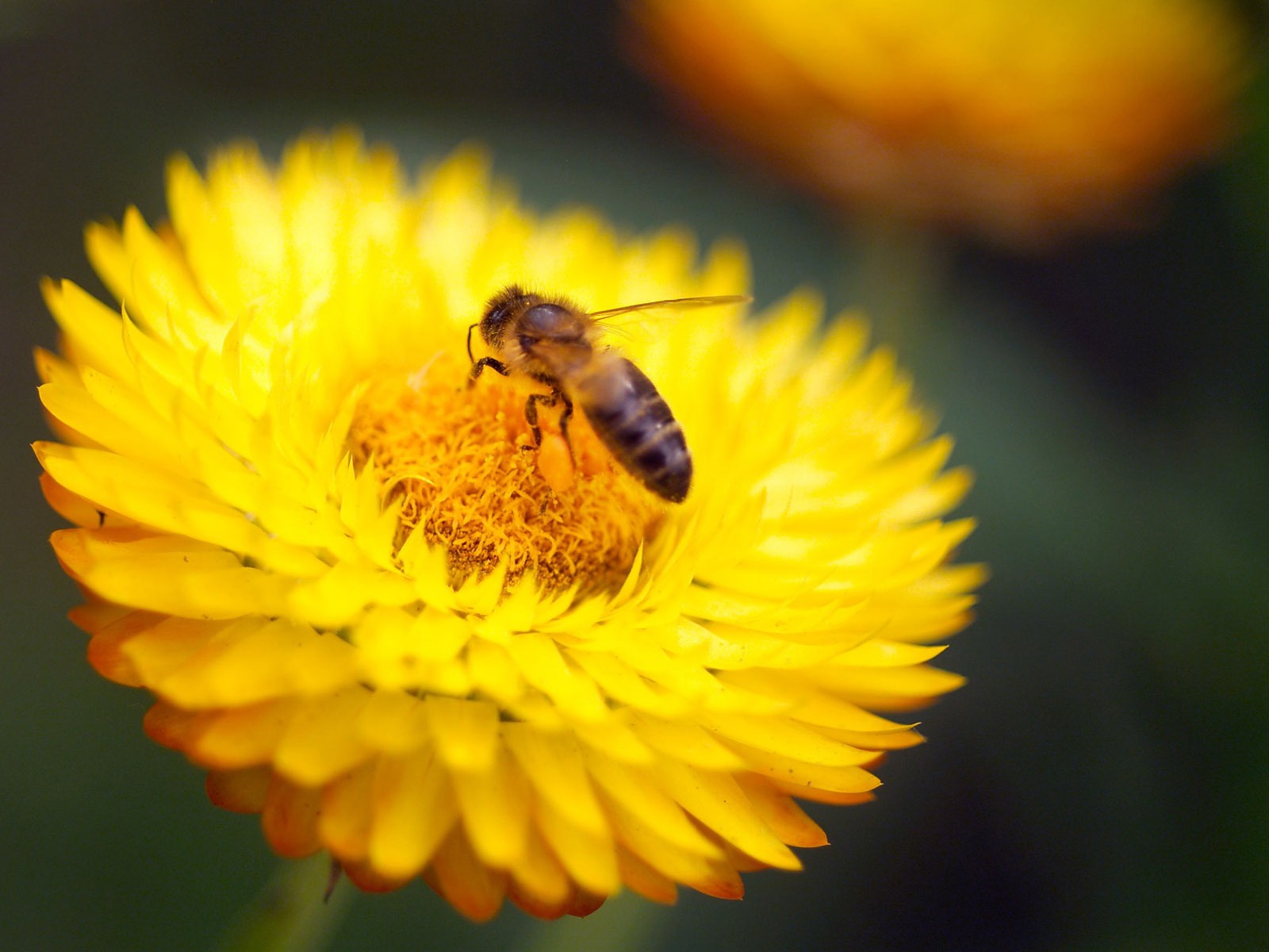 Láska Bee Květinové tapetu (4) #12 - 1600x1200