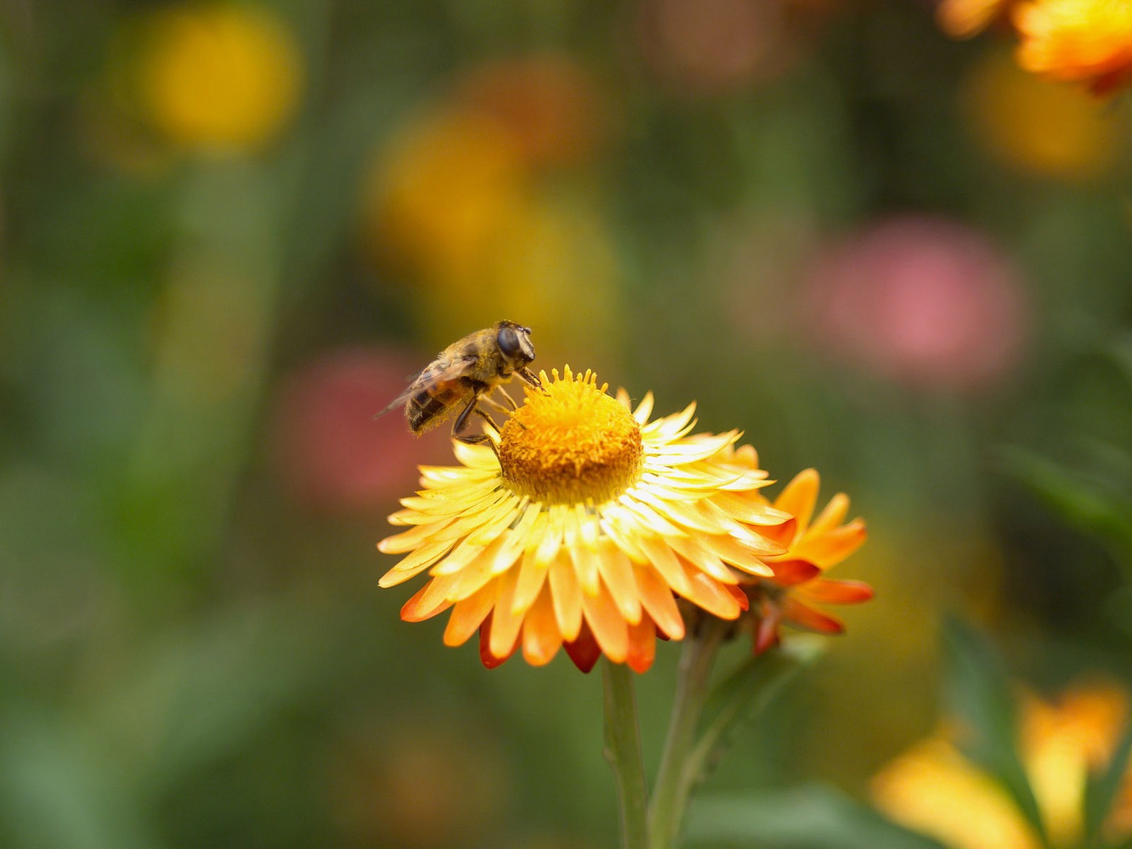 Láska Bee Květinové tapetu (4) #15 - 1600x1200