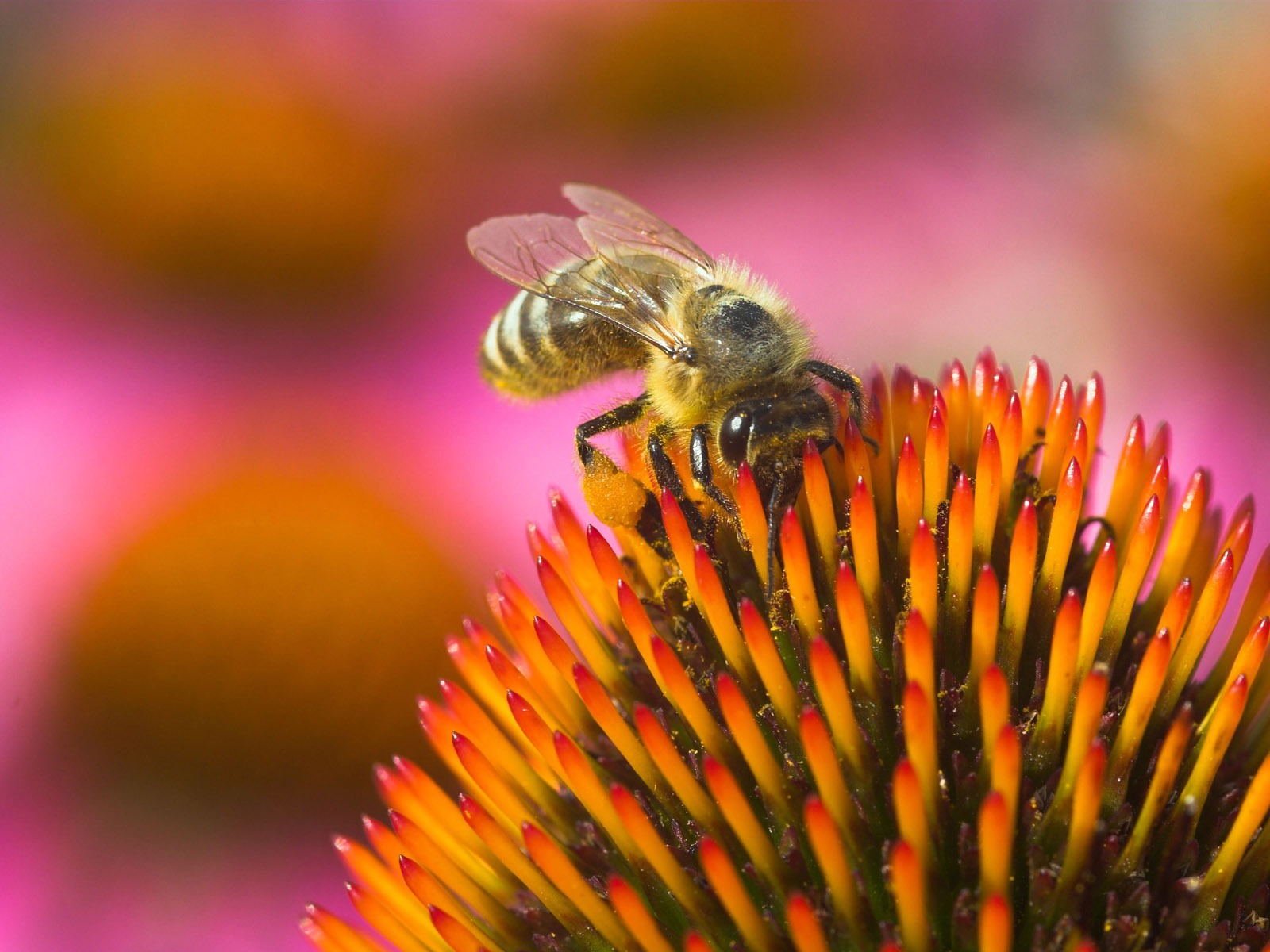 Láska Bee Květinové tapetu (4) #20 - 1600x1200