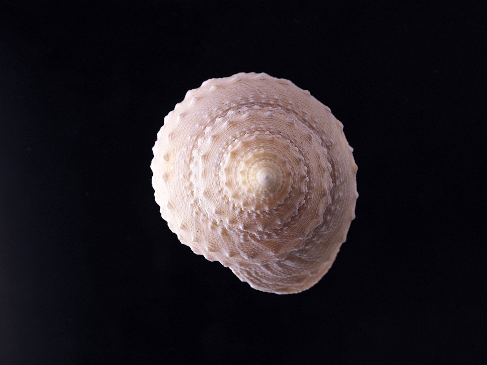 贝壳海螺壁纸专辑(二)3 - 1600x1200