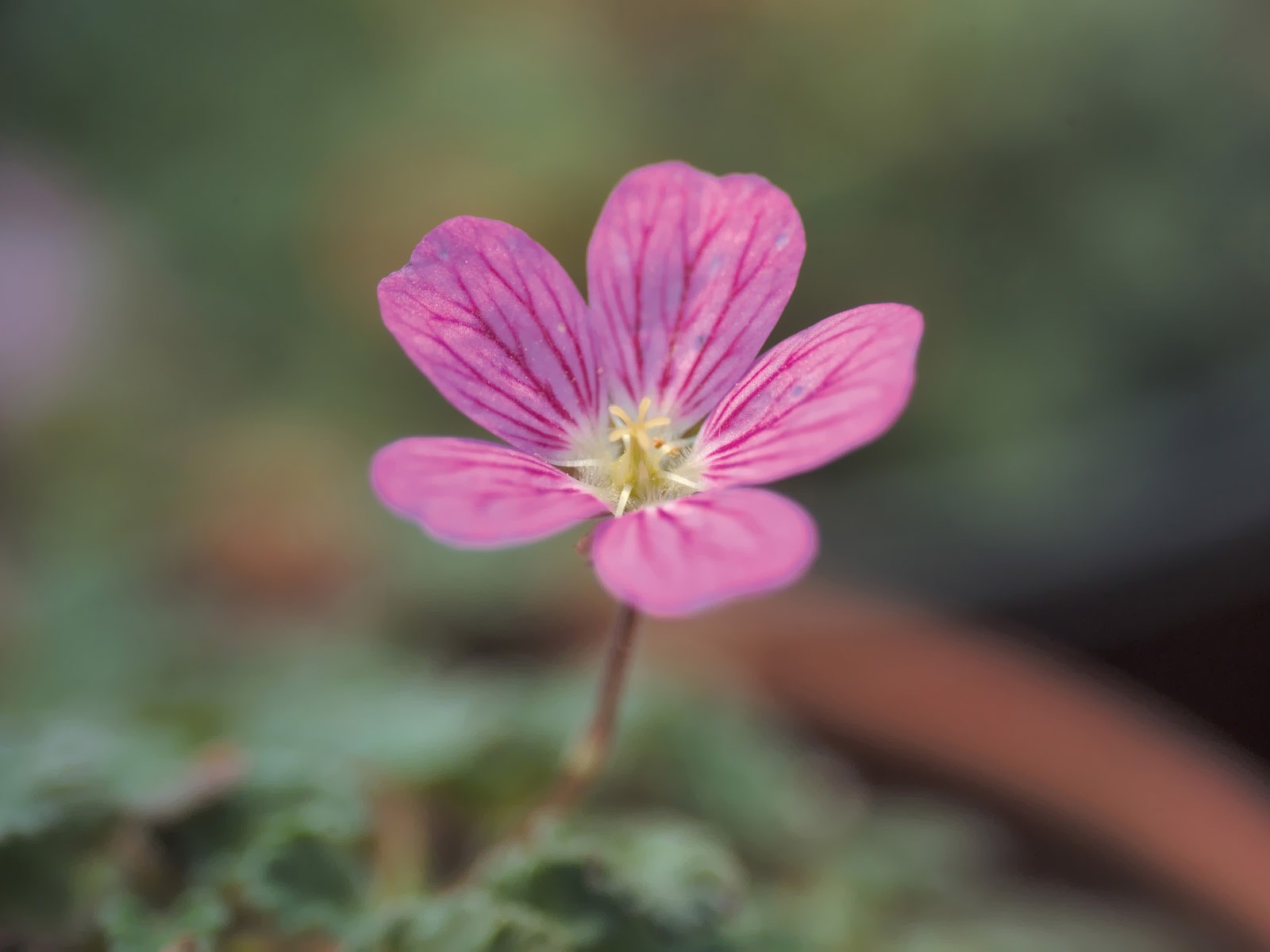 韓国の花紙のHD #6 - 1600x1200