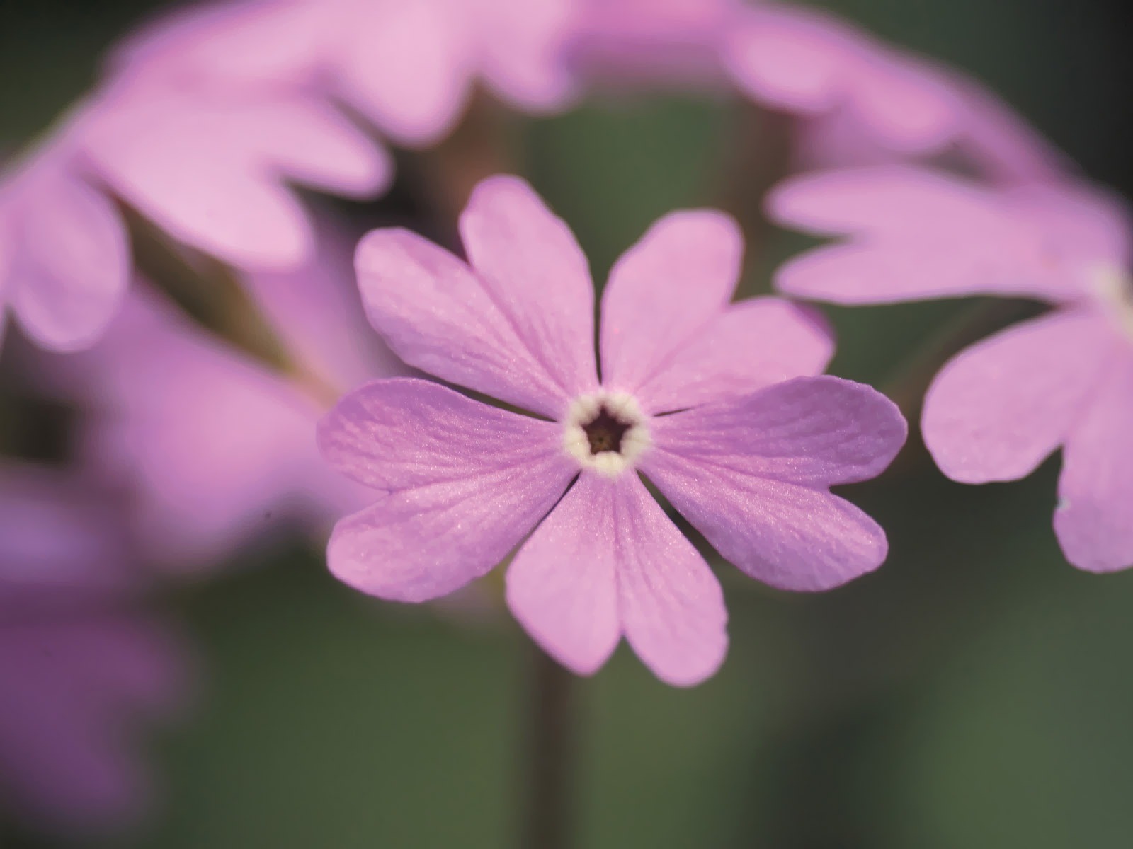 韓国の花紙のHD #7 - 1600x1200