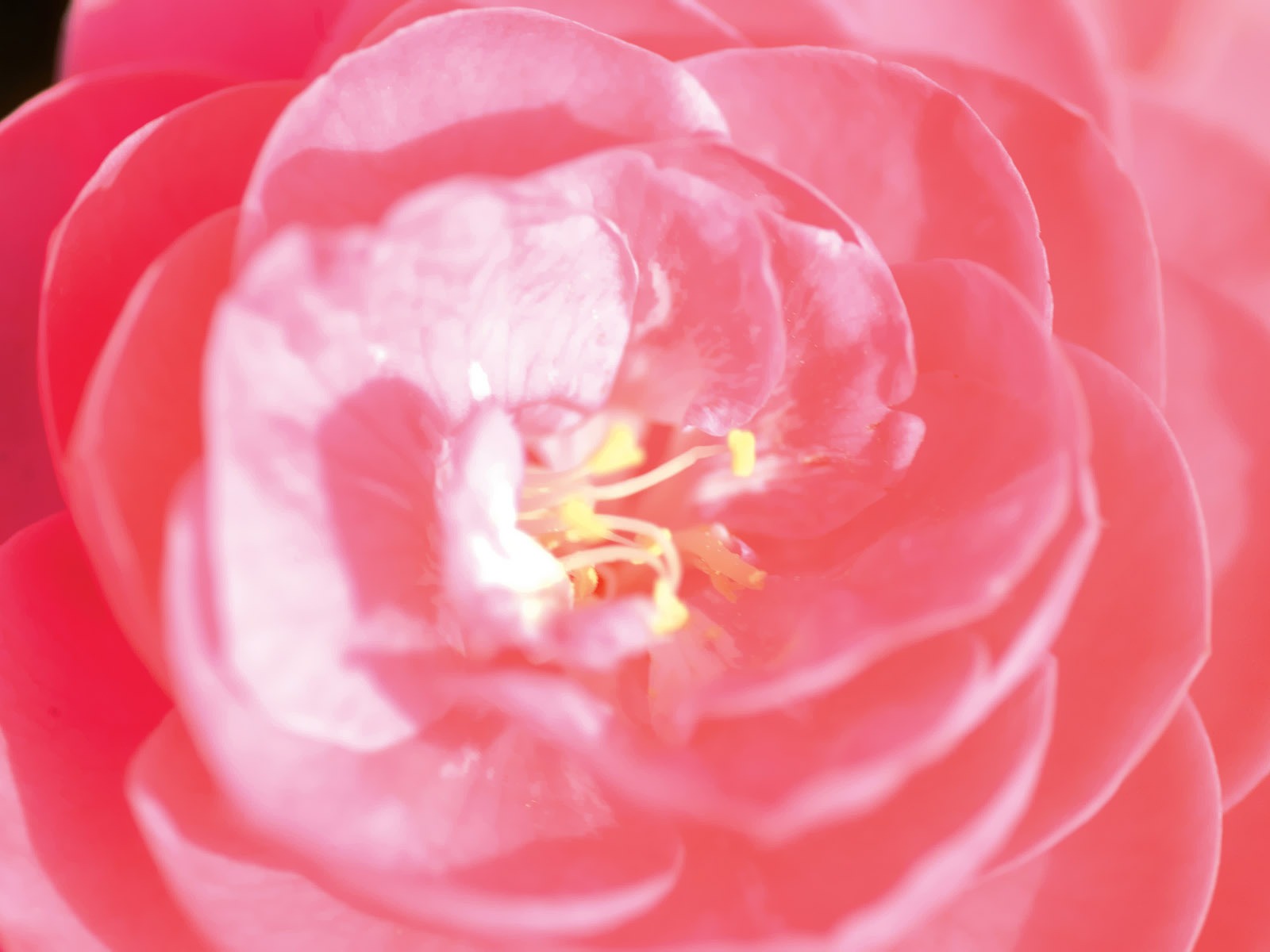 Corea del Sur Flores de papel de alta definición #17 - 1600x1200