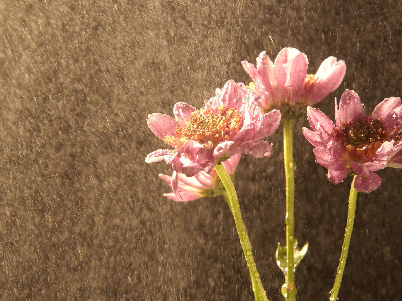 韩国花卉摄影高清纸31 - 1600x1200