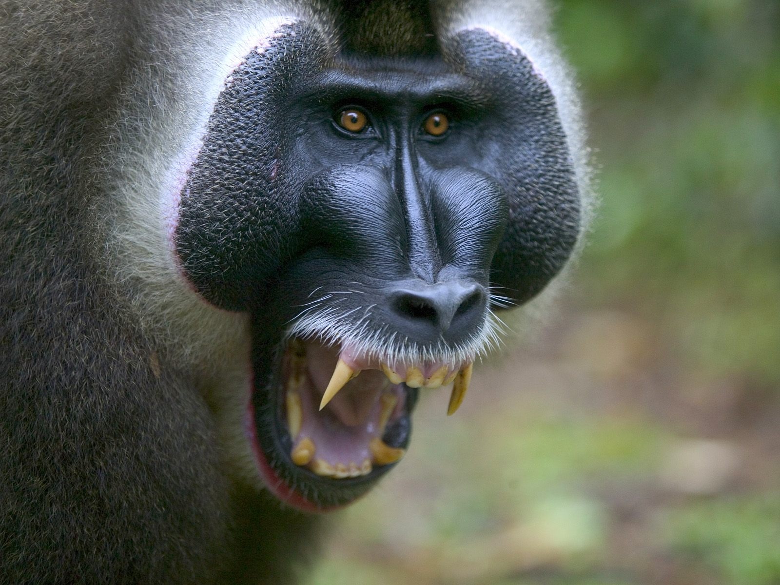 Fond d'écran orang-outan singe (1) #9 - 1600x1200