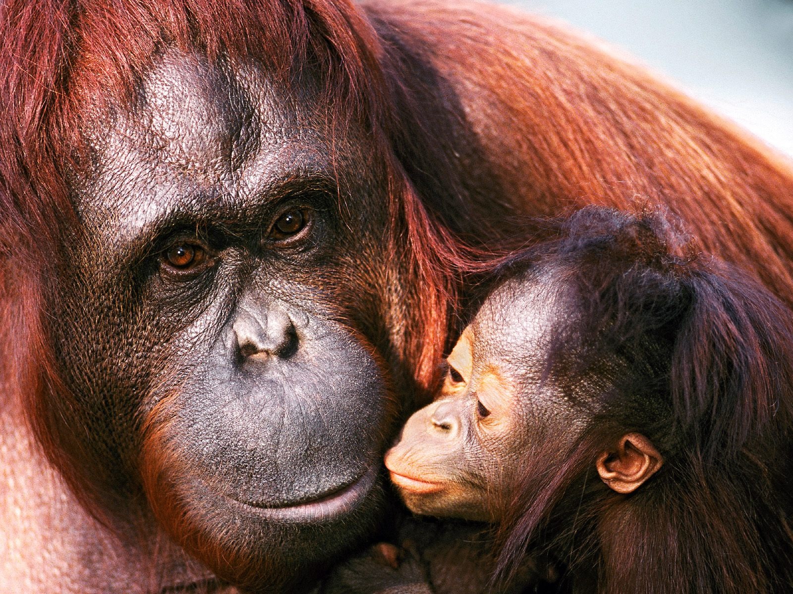Monkey orangutan tapety (1) #11 - 1600x1200