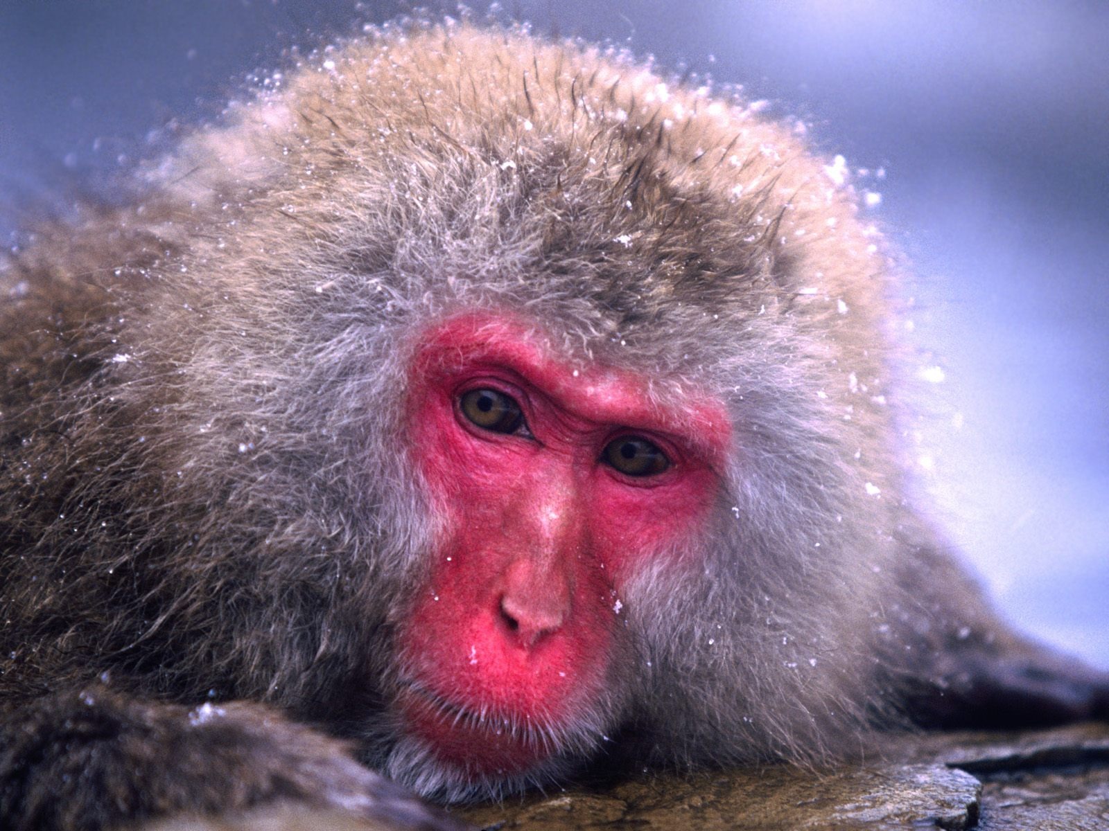 Fond d'écran orang-outan singe (1) #14 - 1600x1200