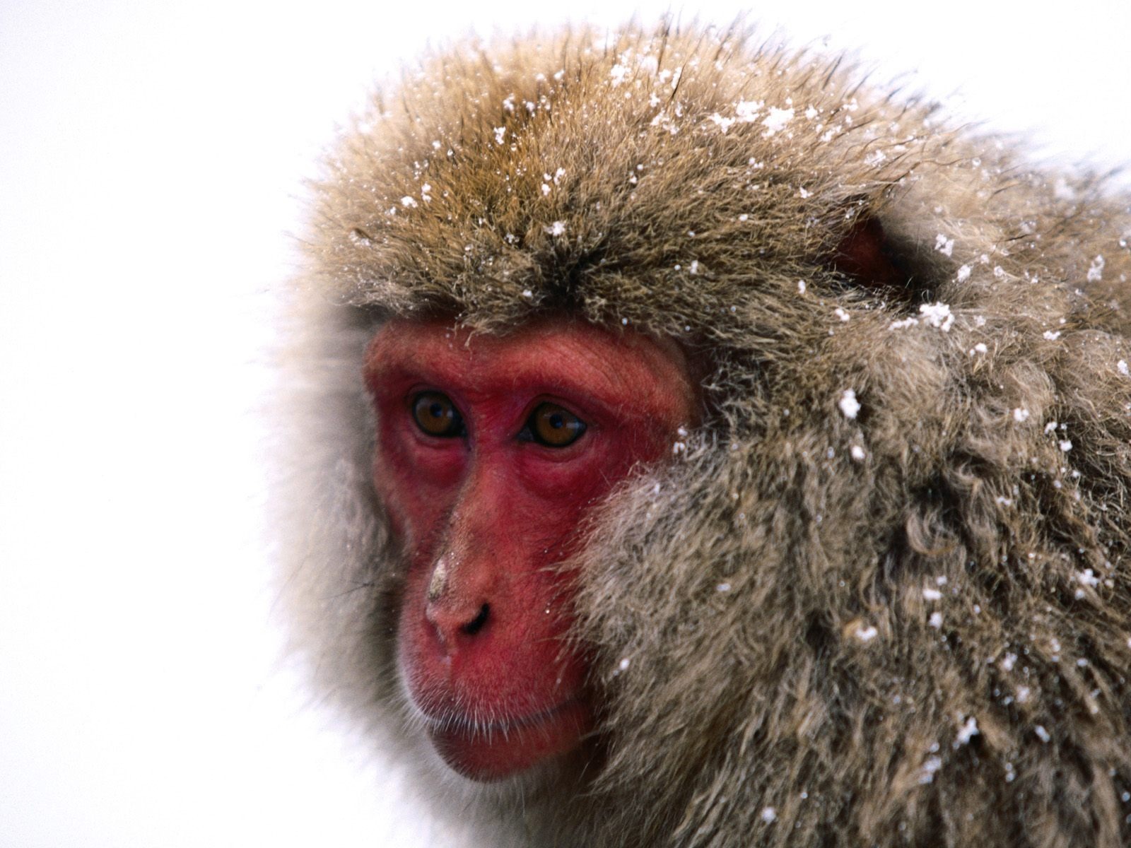 Fond d'écran orang-outan singe (1) #17 - 1600x1200