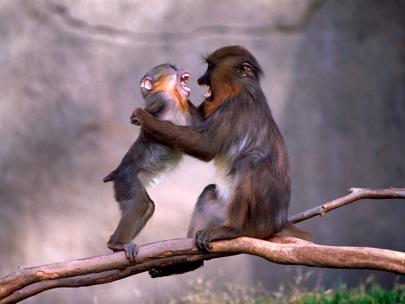 원숭이 오랑우탄의 벽지 (1) #18 - 1600x1200