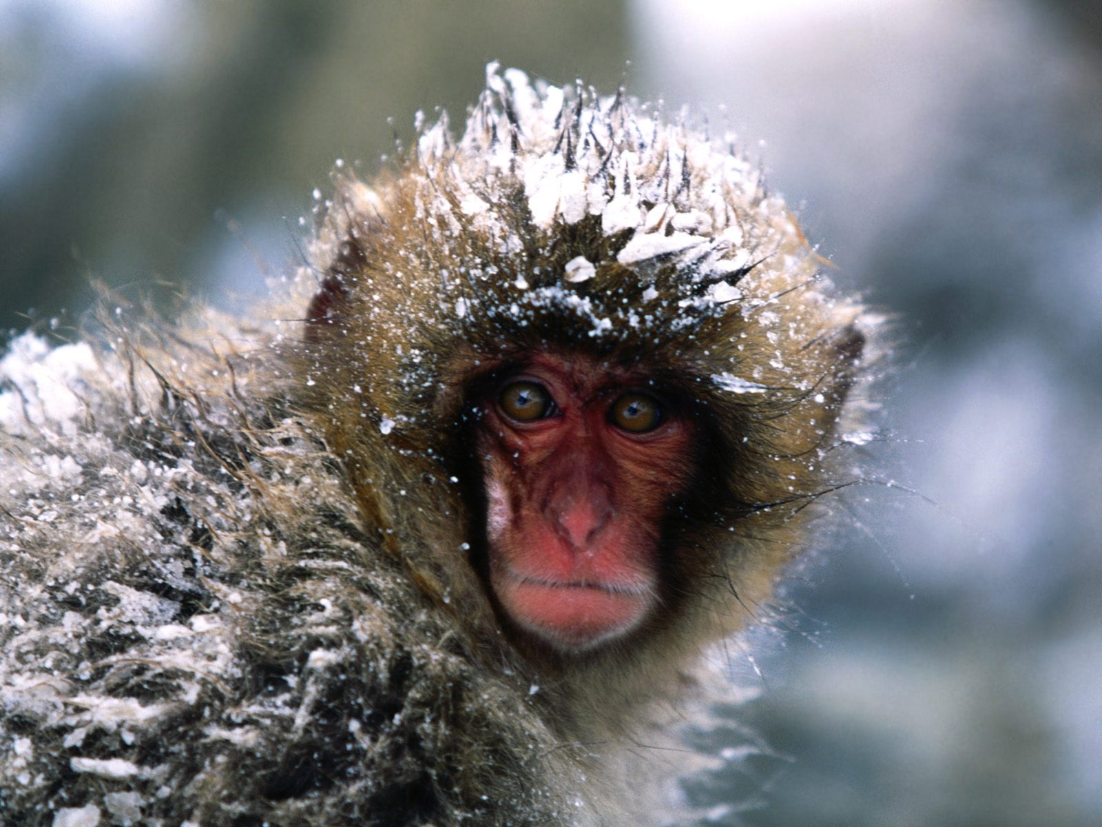 Fond d'écran orang-outan singe (1) #19 - 1600x1200