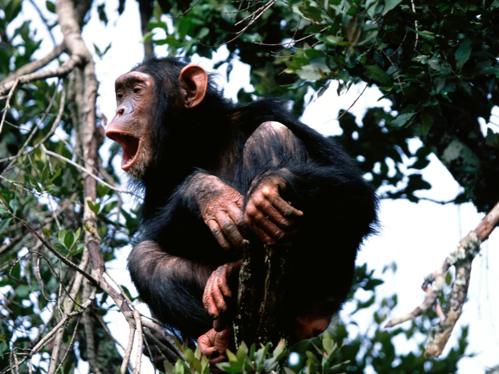 원숭이 오랑우탄의 벽지 (2) #3 - 1600x1200
