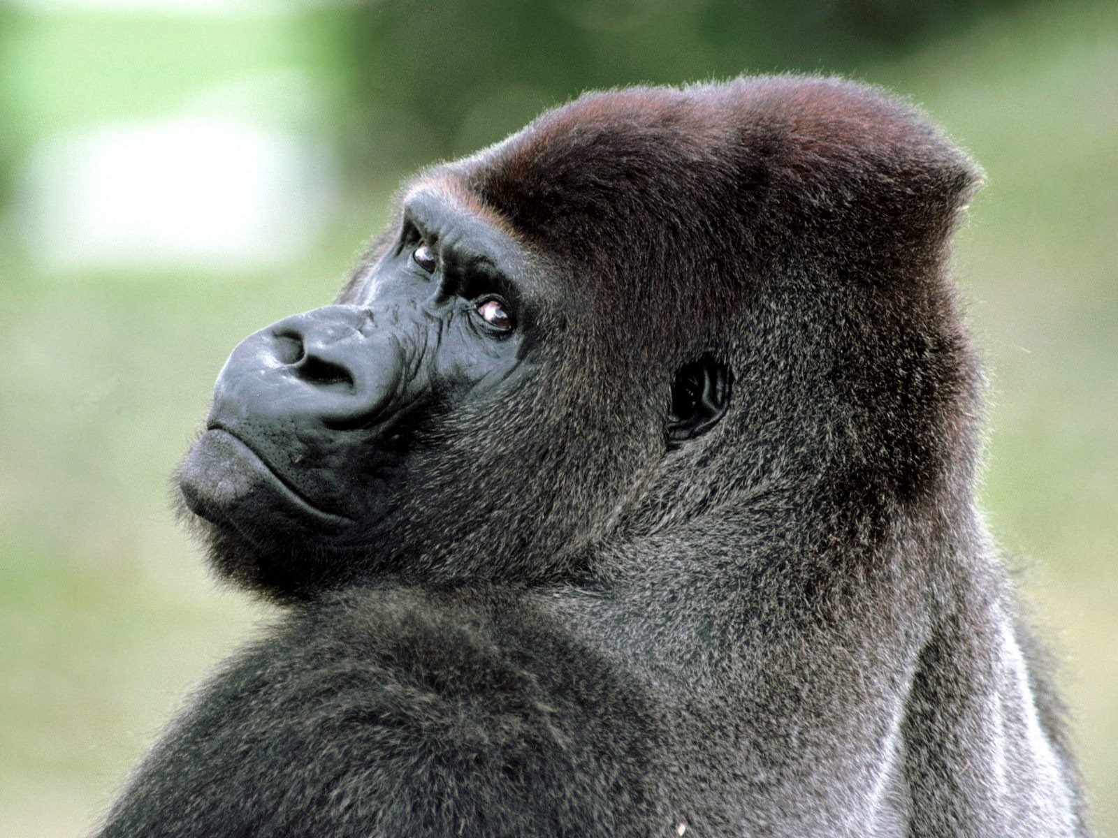 Monkey orangutan tapetu (2) #9 - 1600x1200