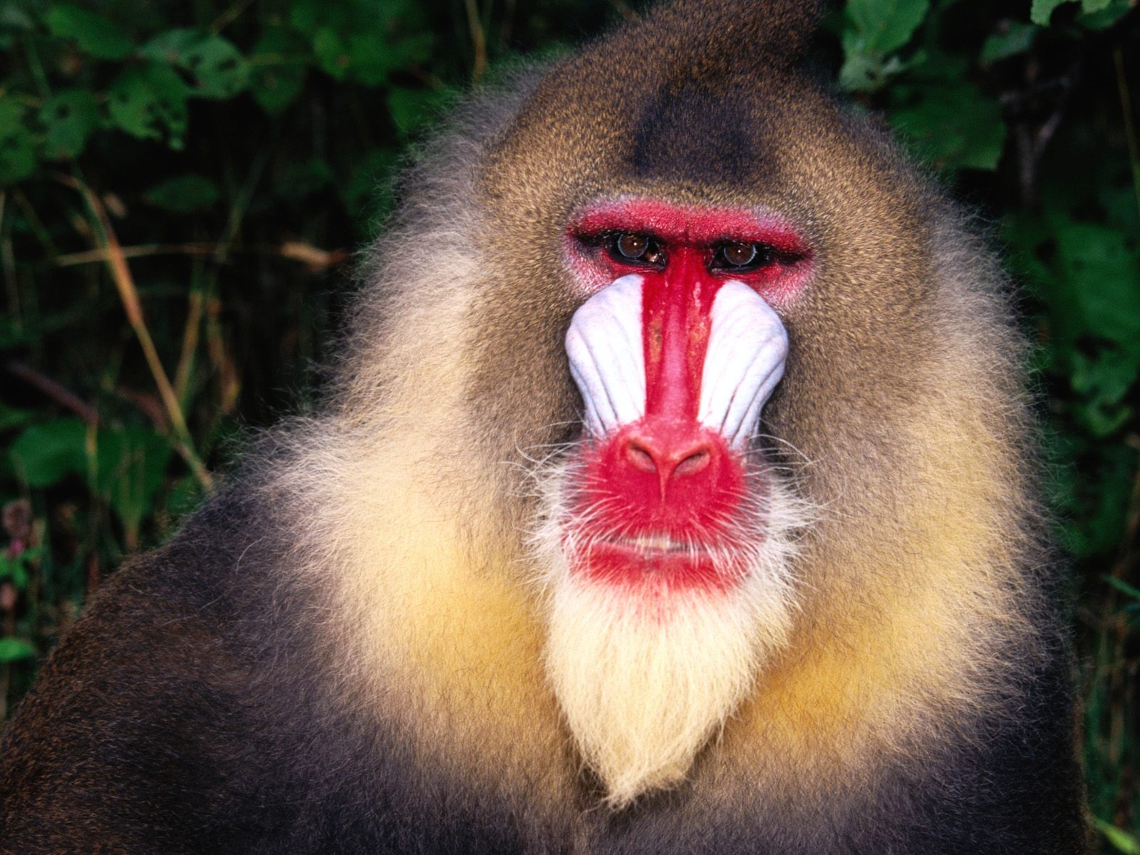 Fond d'écran orang-outan singe (2) #11 - 1600x1200